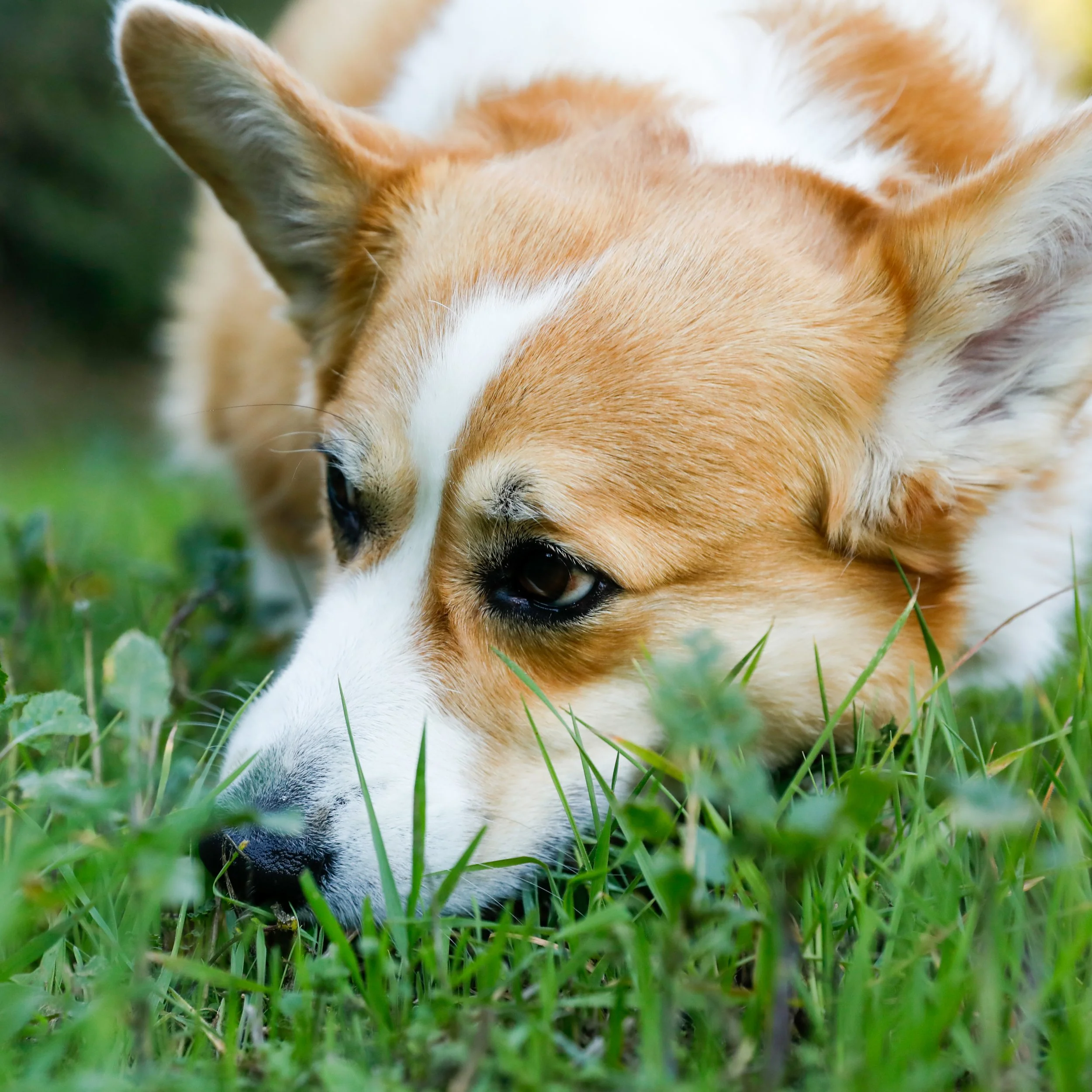 A close-up of a dog lying on green grass, looking sad or sleepy.