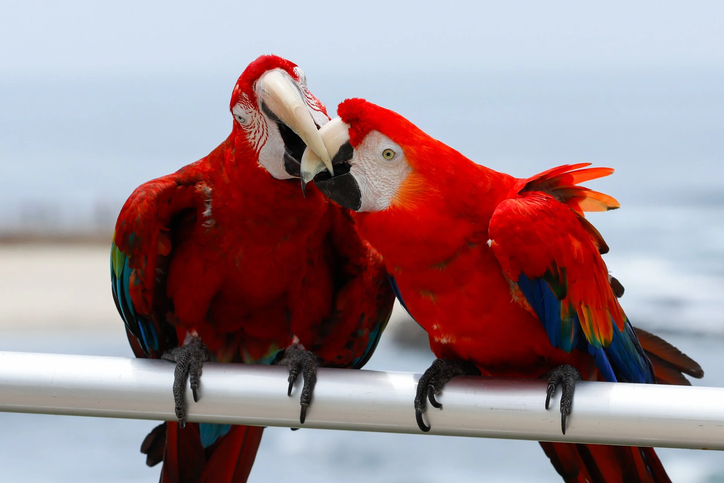 Two vibrant red and blue macaws grooming each other on a metal bar with a blurred sky background.
