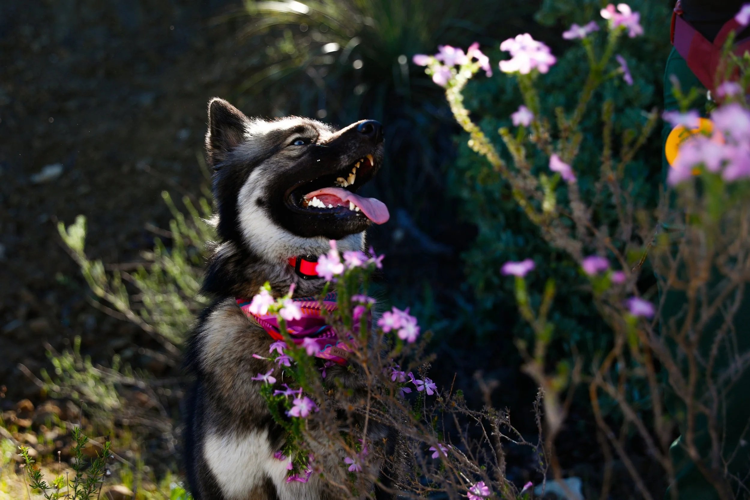 A young husky dog with black and white fur, blue eyes, and wearing a red collar, brightens a garden with pink flowers.