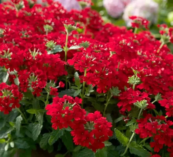 Verbena_Endurascape_Red_Close_X21A1081.jpg.webp