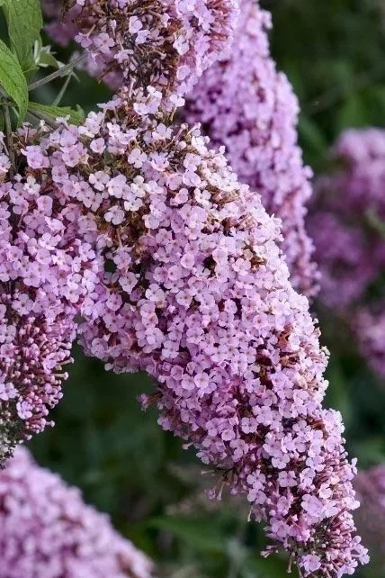 buddleia-pink-cascade-butterfly-bush-2.jpg