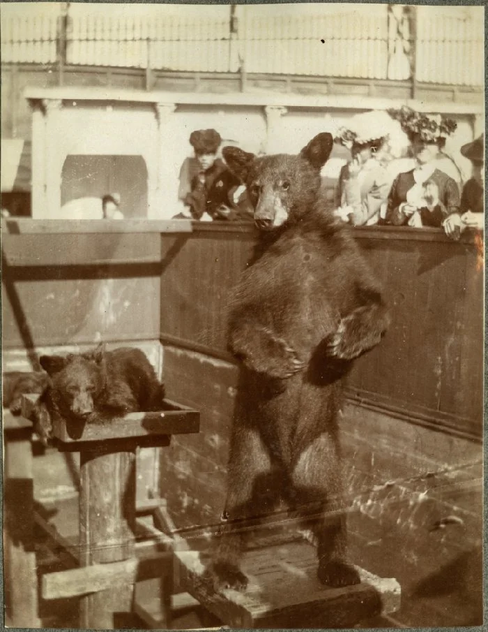 Two bear cubs in the Chutes zoo enclosure, one standing upright, as well-dressed visitors in hats watch from above, around 1901.