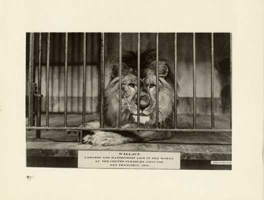 Wallace the lion resting behind the bars of his cage, beneath a placard reading &lsquo;Wallace, largest and handsomest lion in the world, at the Chutes pleasure grounds, San Francisco, 1910.&rsquo;
