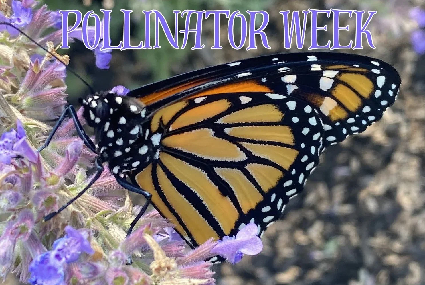 Pollinator Week