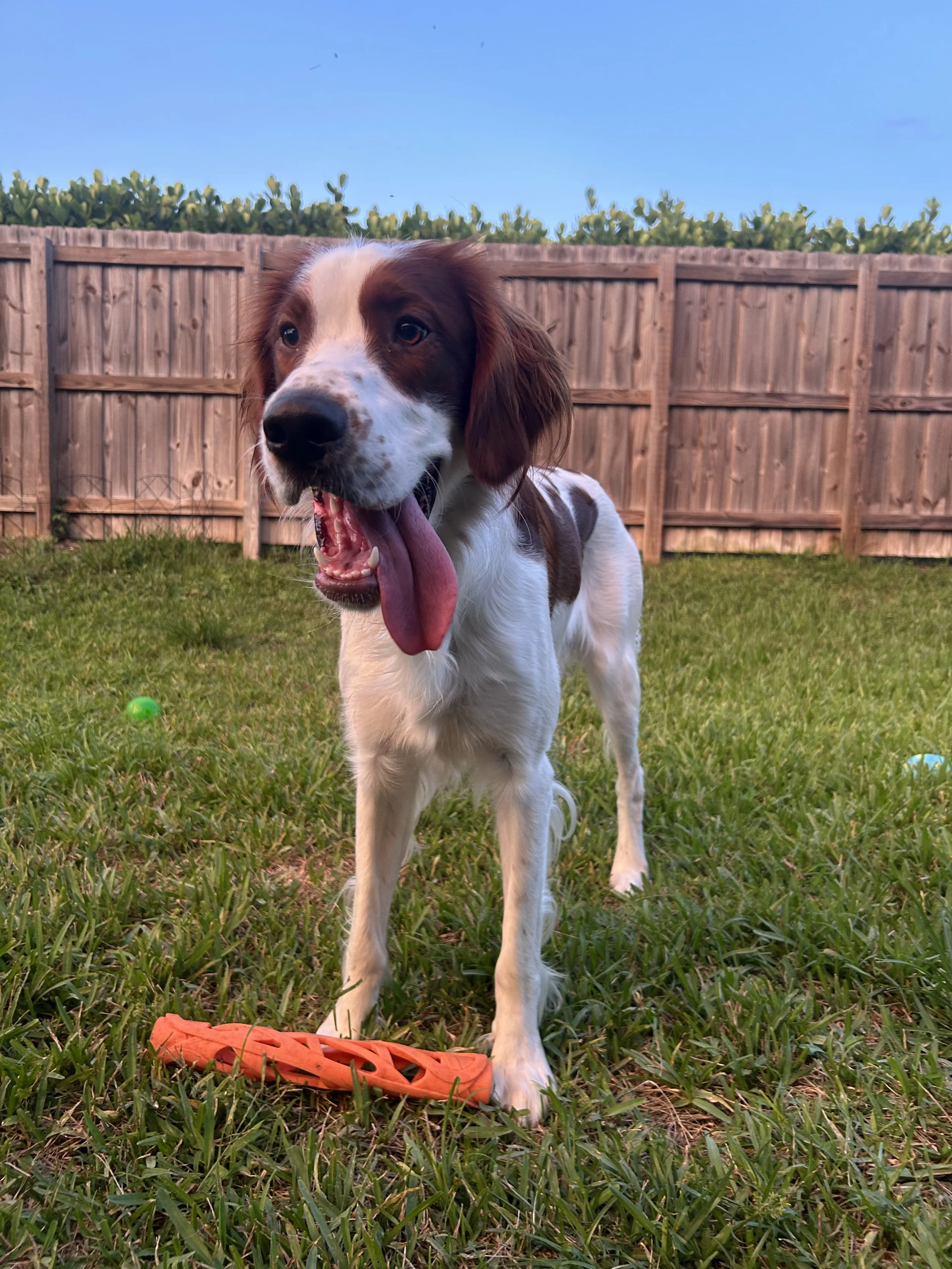 A brown and white dog with a long tongue hanging out, standing on green grass in a backyard with a wooden fence and blue sky in the background.