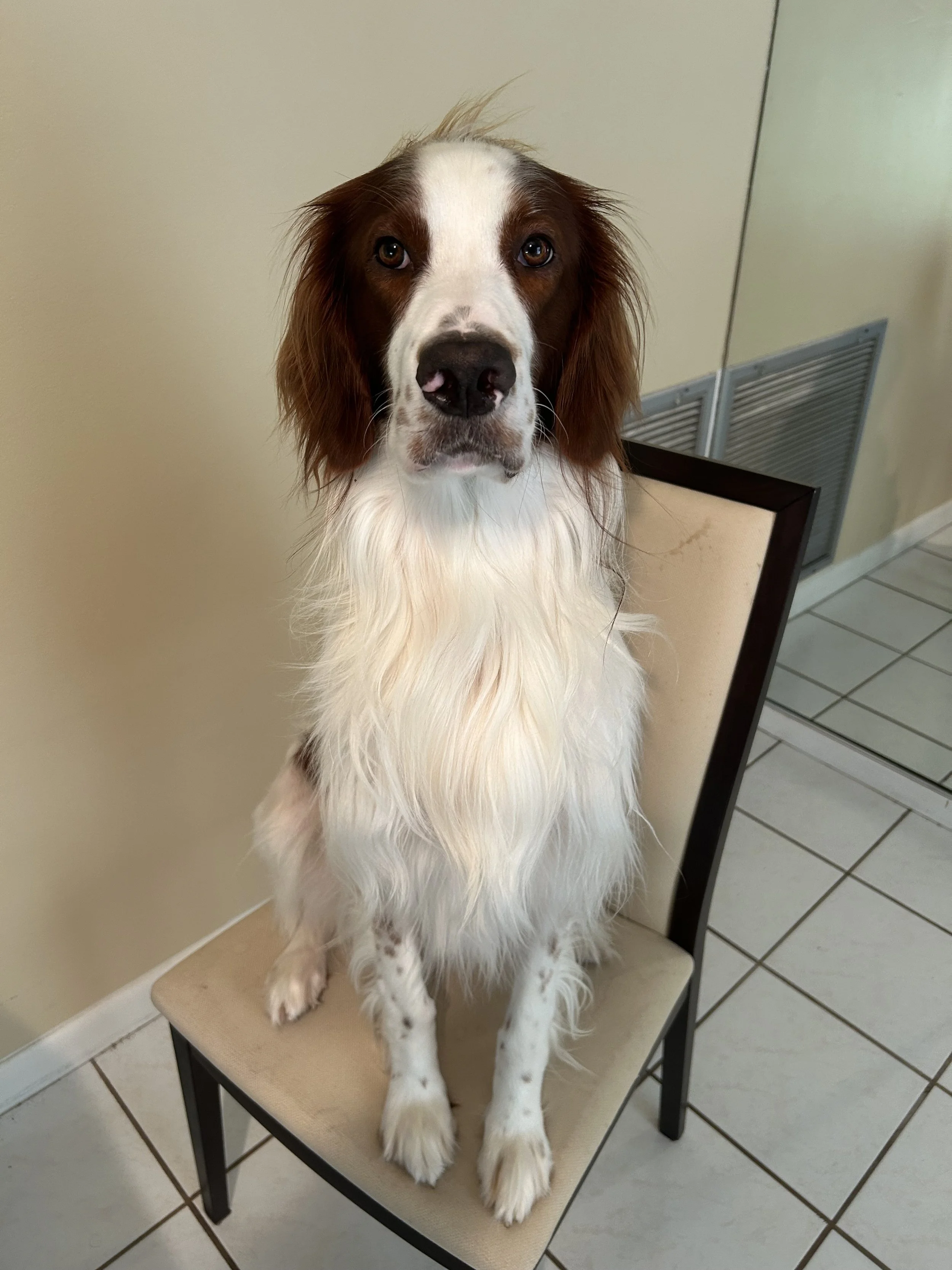 A dog with brown and white fur, sitting on a beige chair, indoors with tiled flooring and a vent on the wall.