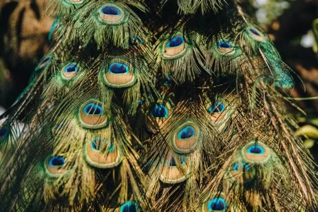 Close-up of peacock feathers with eye-like patterns.