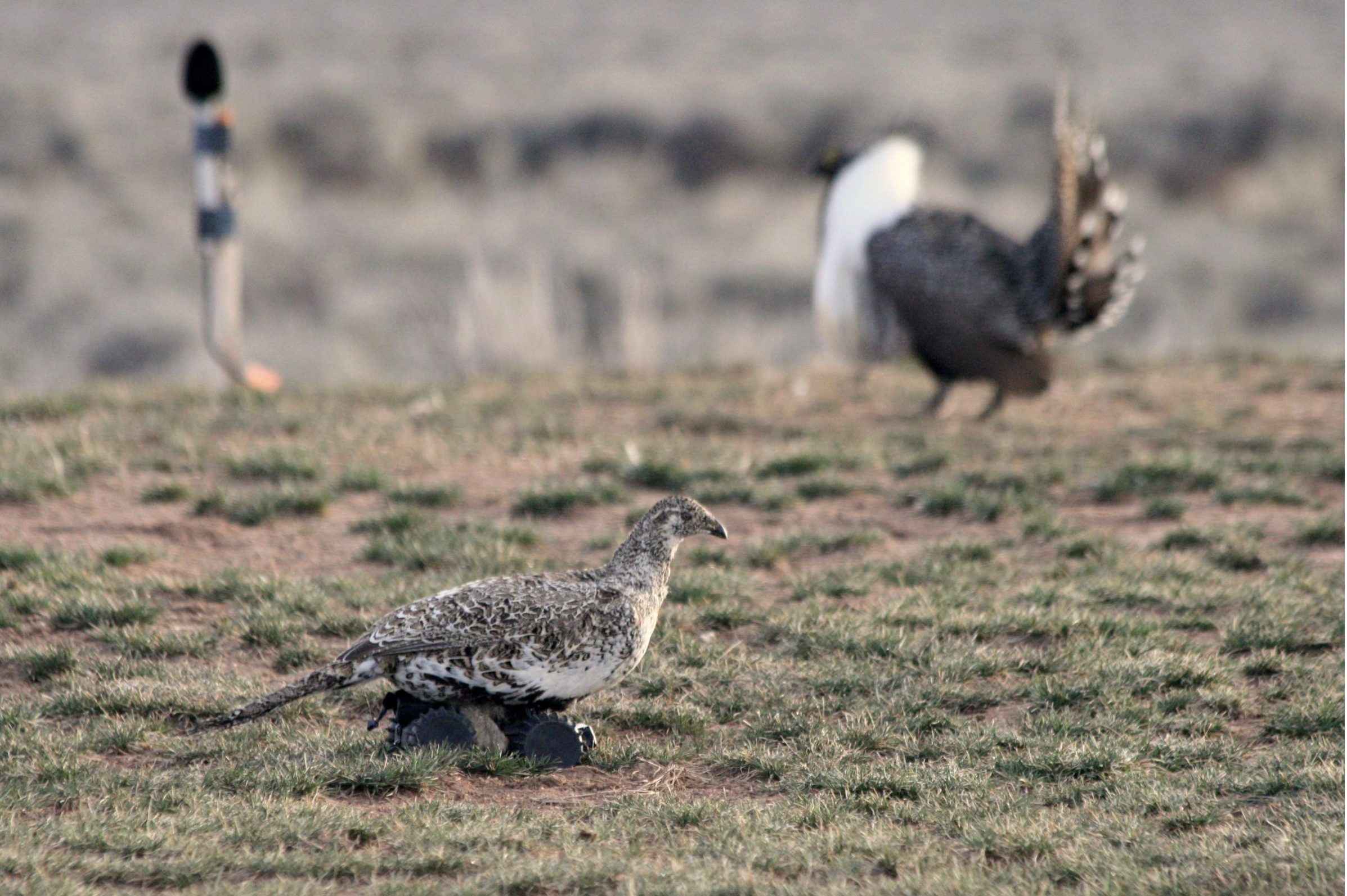 Science Imitates Life: Bioinspired Robots