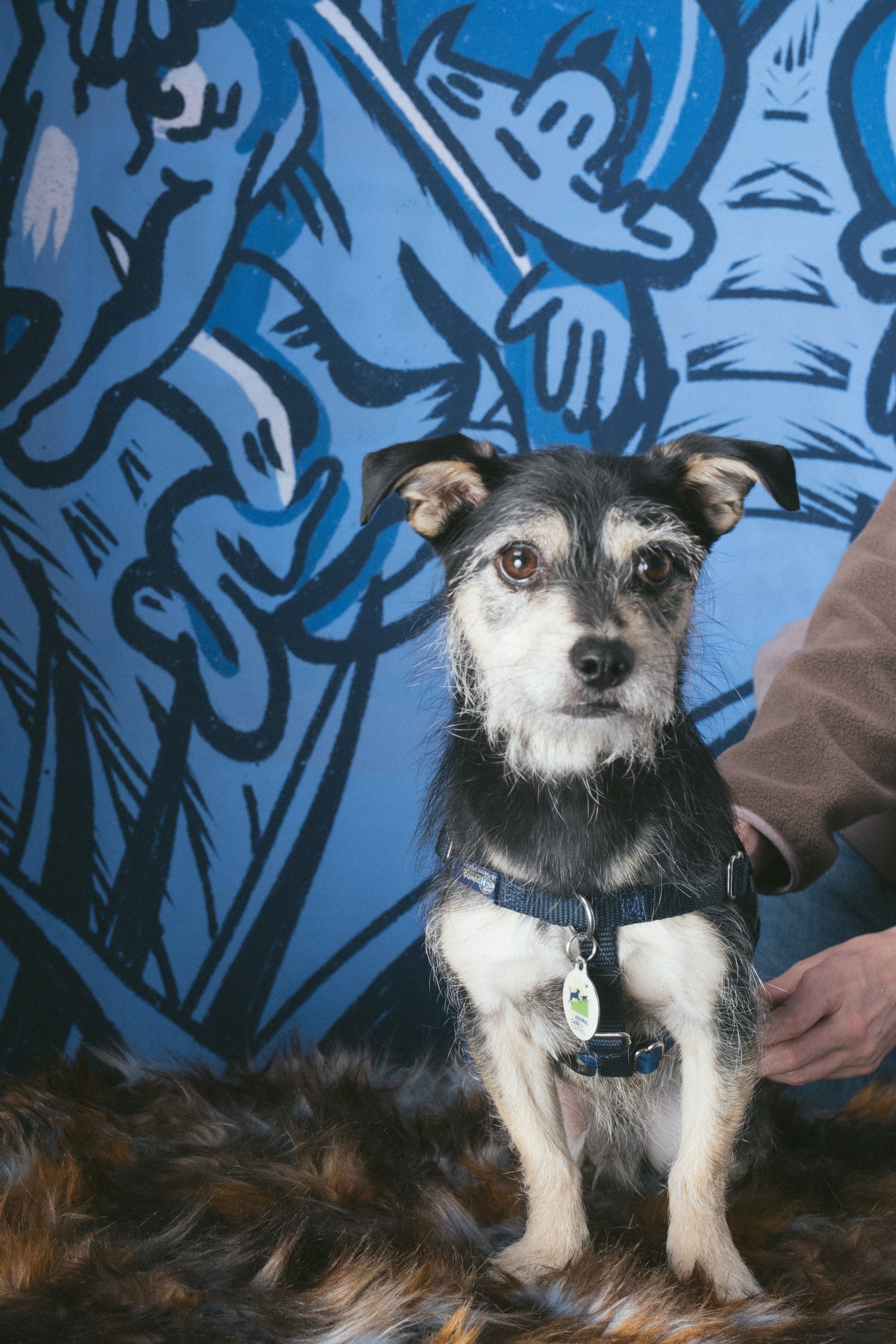 Blue Paws 8.29-105.jpeg