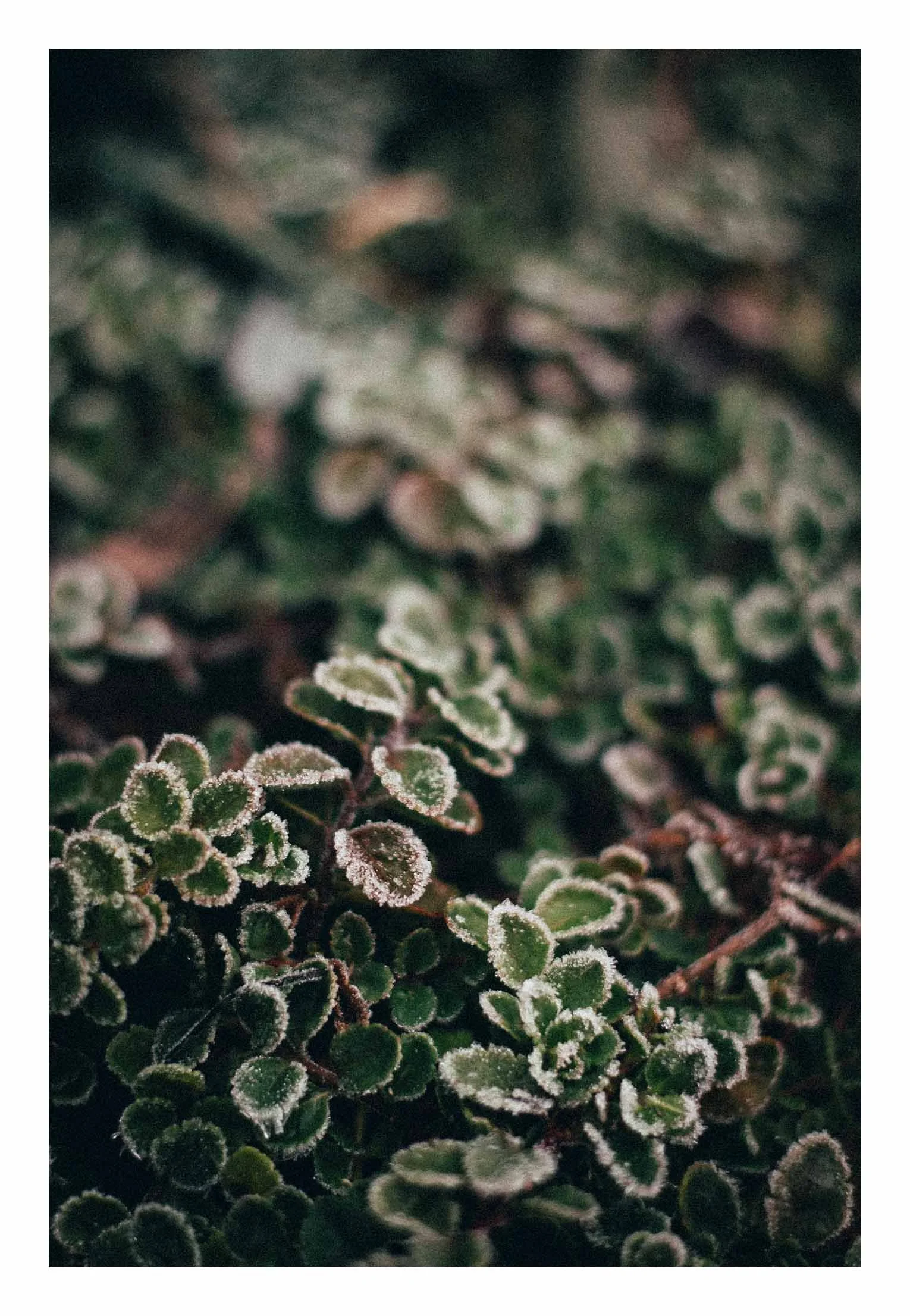 Frosted Leaves