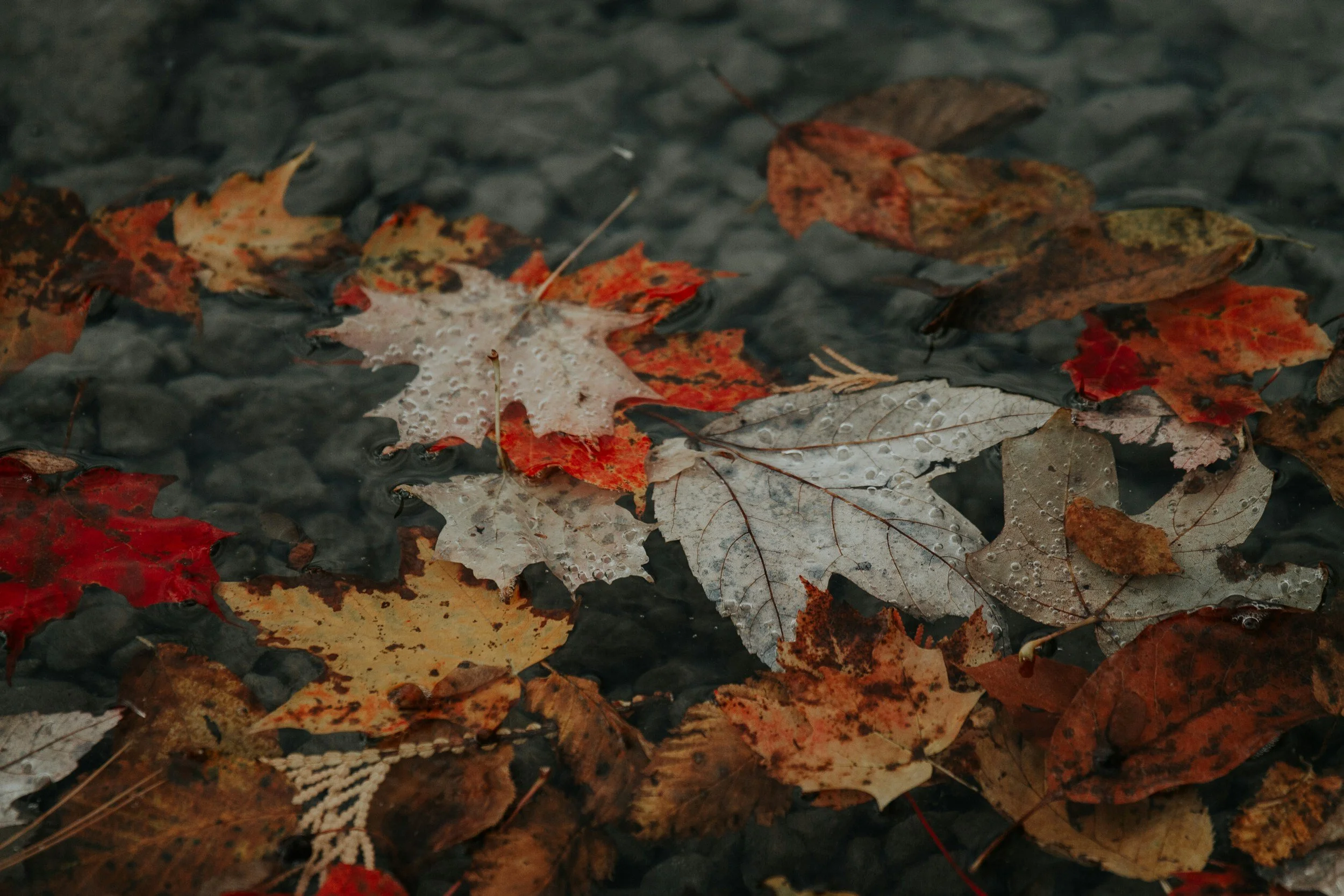 The Tender Pursuit of Reinvention