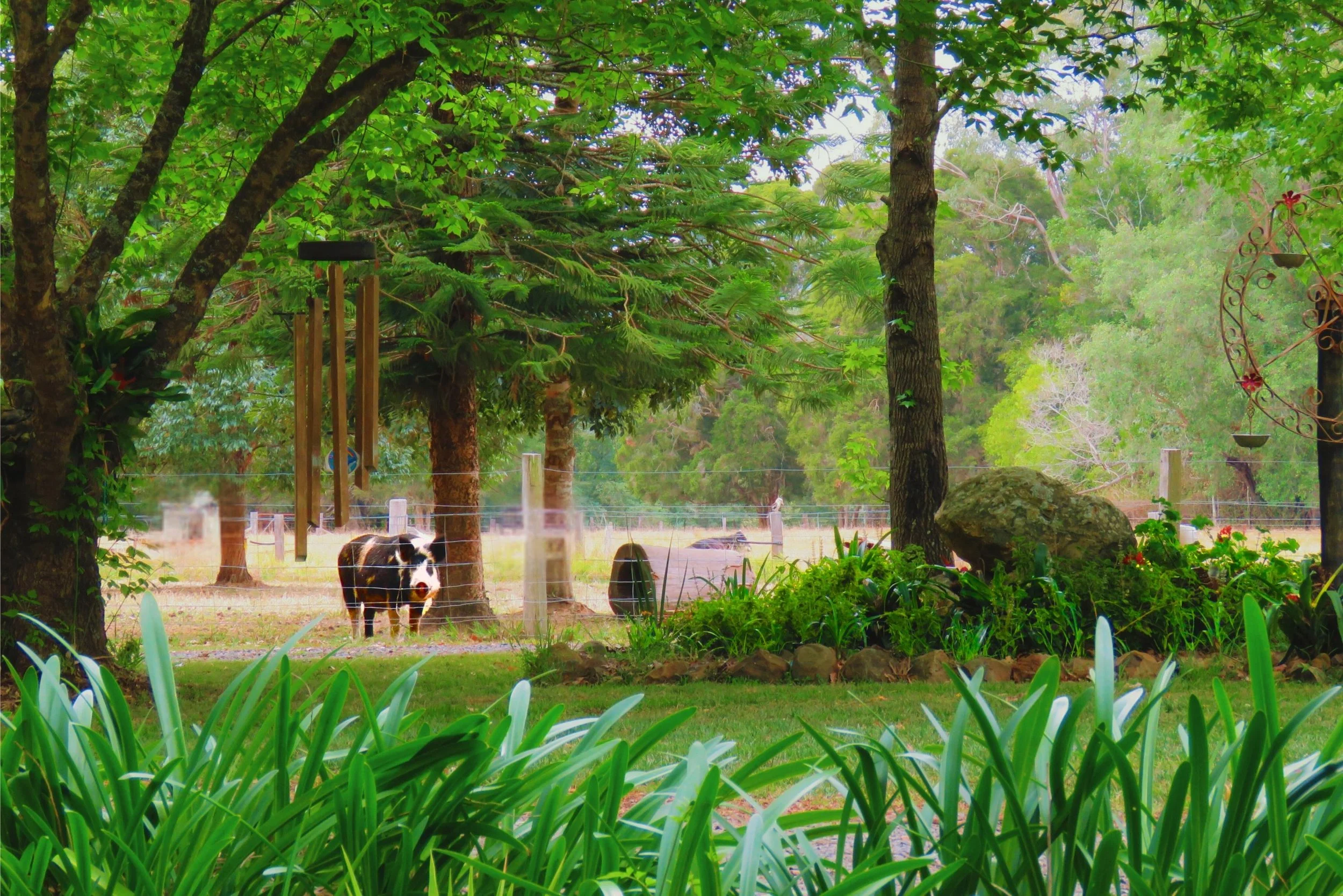 32 Hinterland Acreage - 84 Kings Creek Rd Krambach (27).jpg