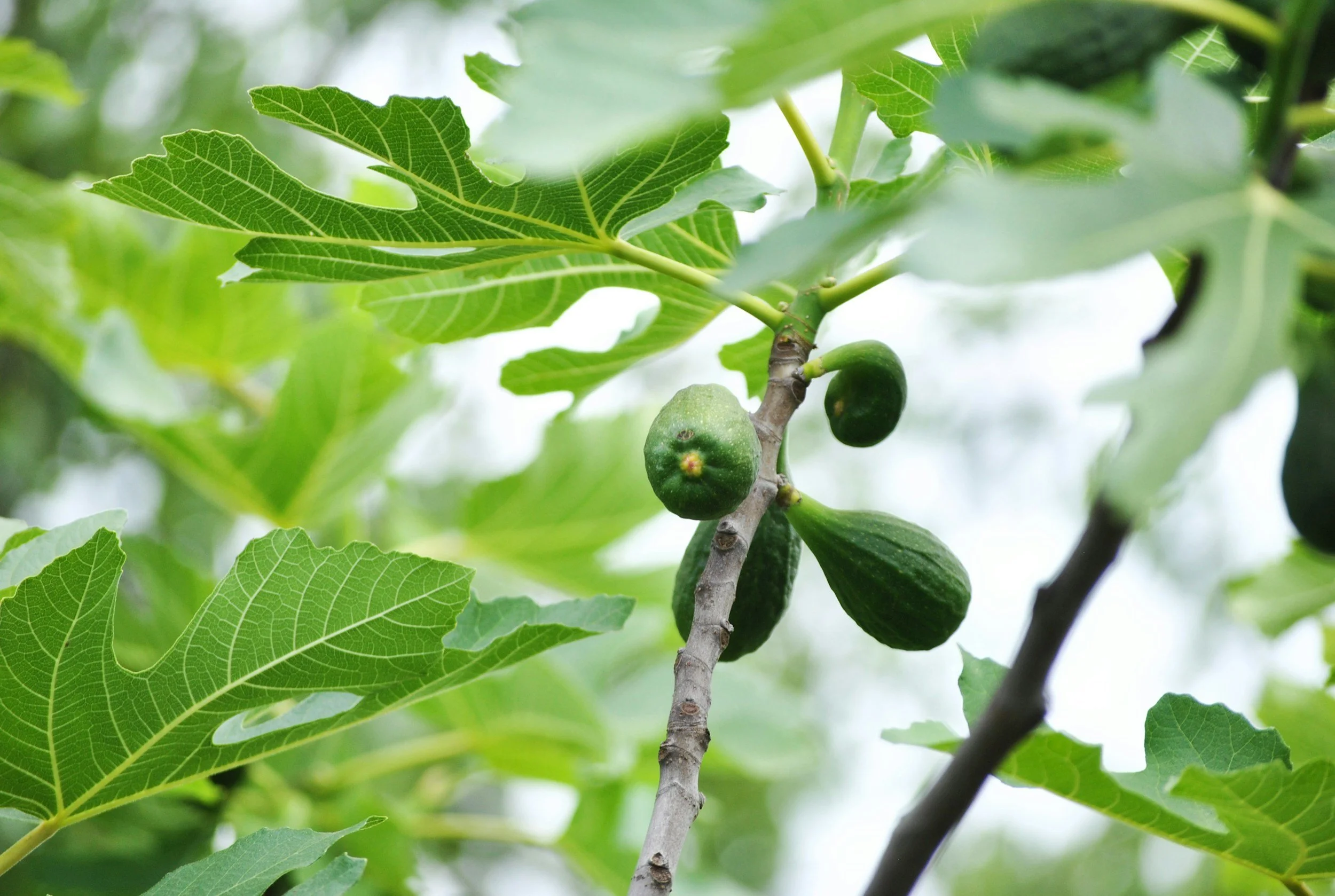 Close-up of a fig tree branch with green figs and large green leaves.