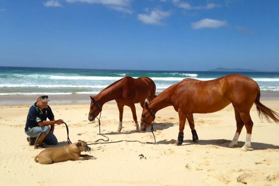 A man with two horses and a dog on a beach with ocean waves and a blue sky.