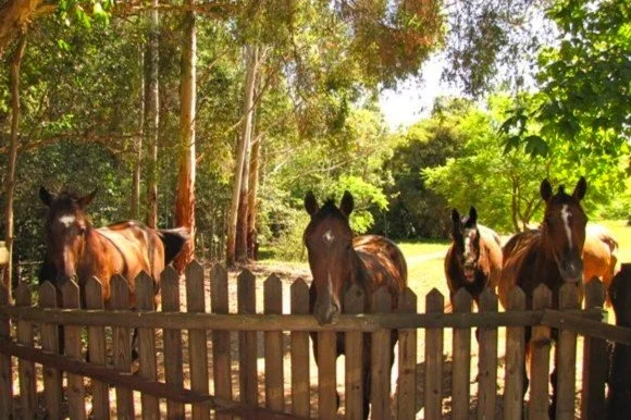 Four horses standing behind a wooden fence in a lush, green outdoor setting with trees and sunlight.