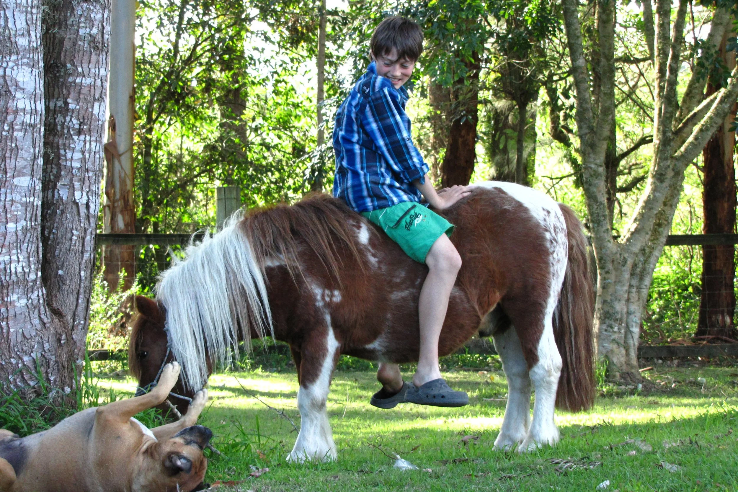 A young boy in a blue plaid shirt and green shorts sitting on a small brown and white pony in a wooded outdoor area, with two dogs playing nearby.
