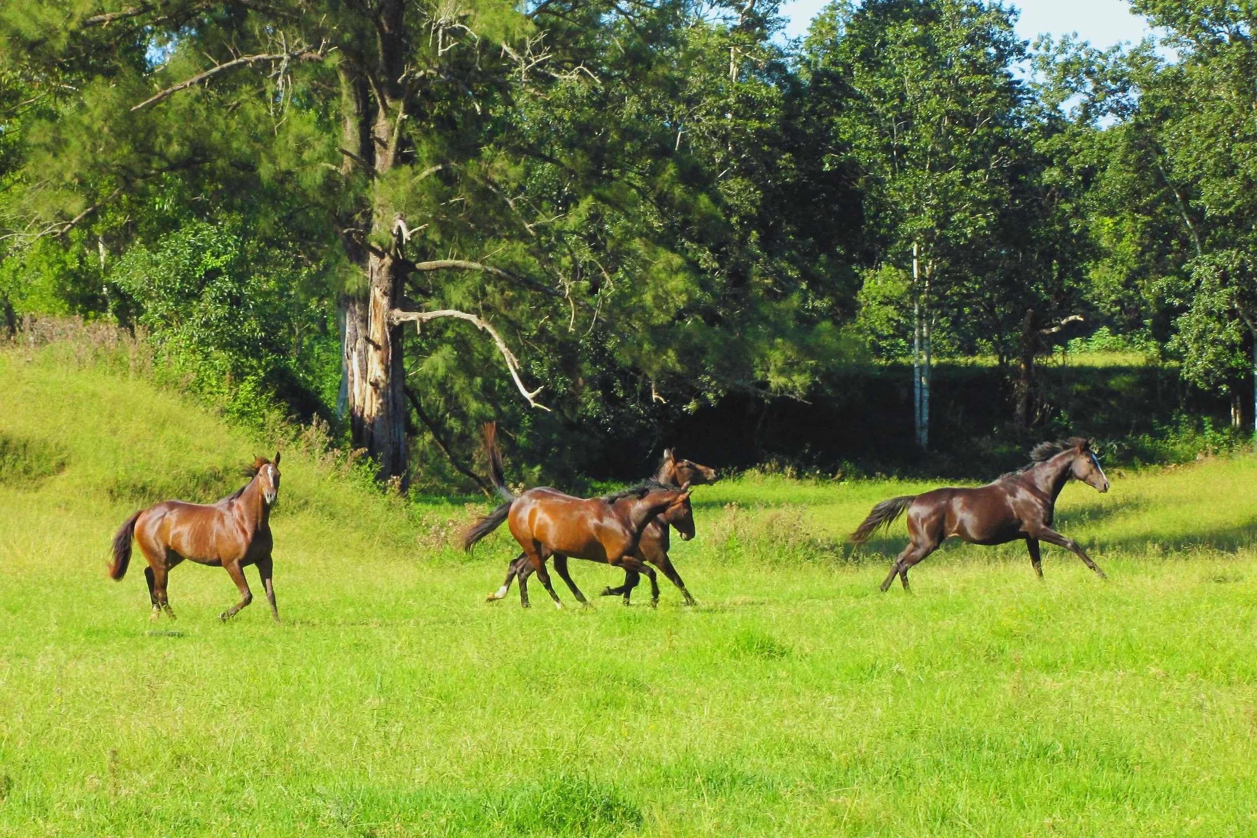 84 Kings Creek Rd Krambach - Kings Creek Retreat (20).jpg