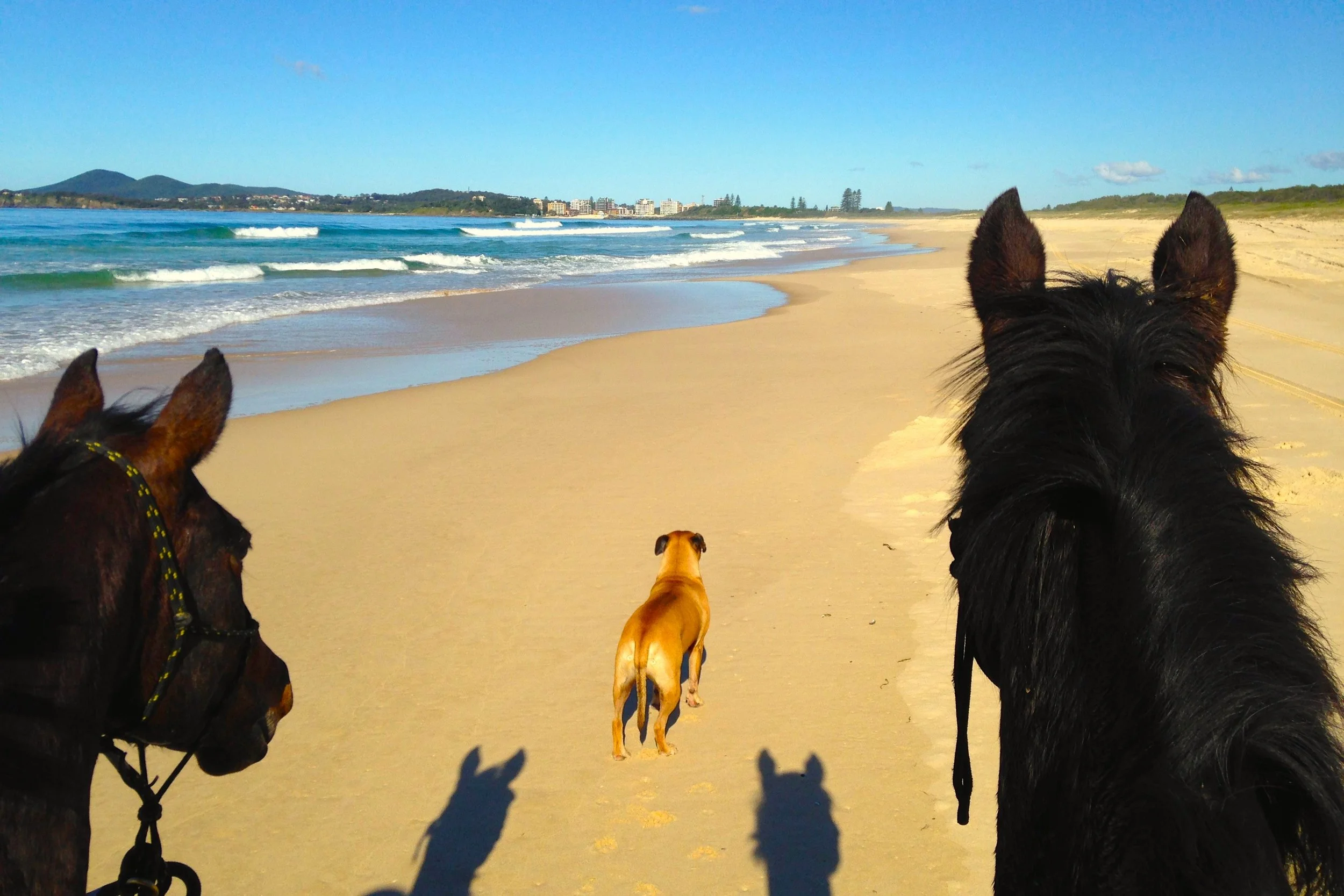 Three dogs on a sandy beach, two close to the camera and one farther away, with an ocean, waves, and distant hills in the background.
