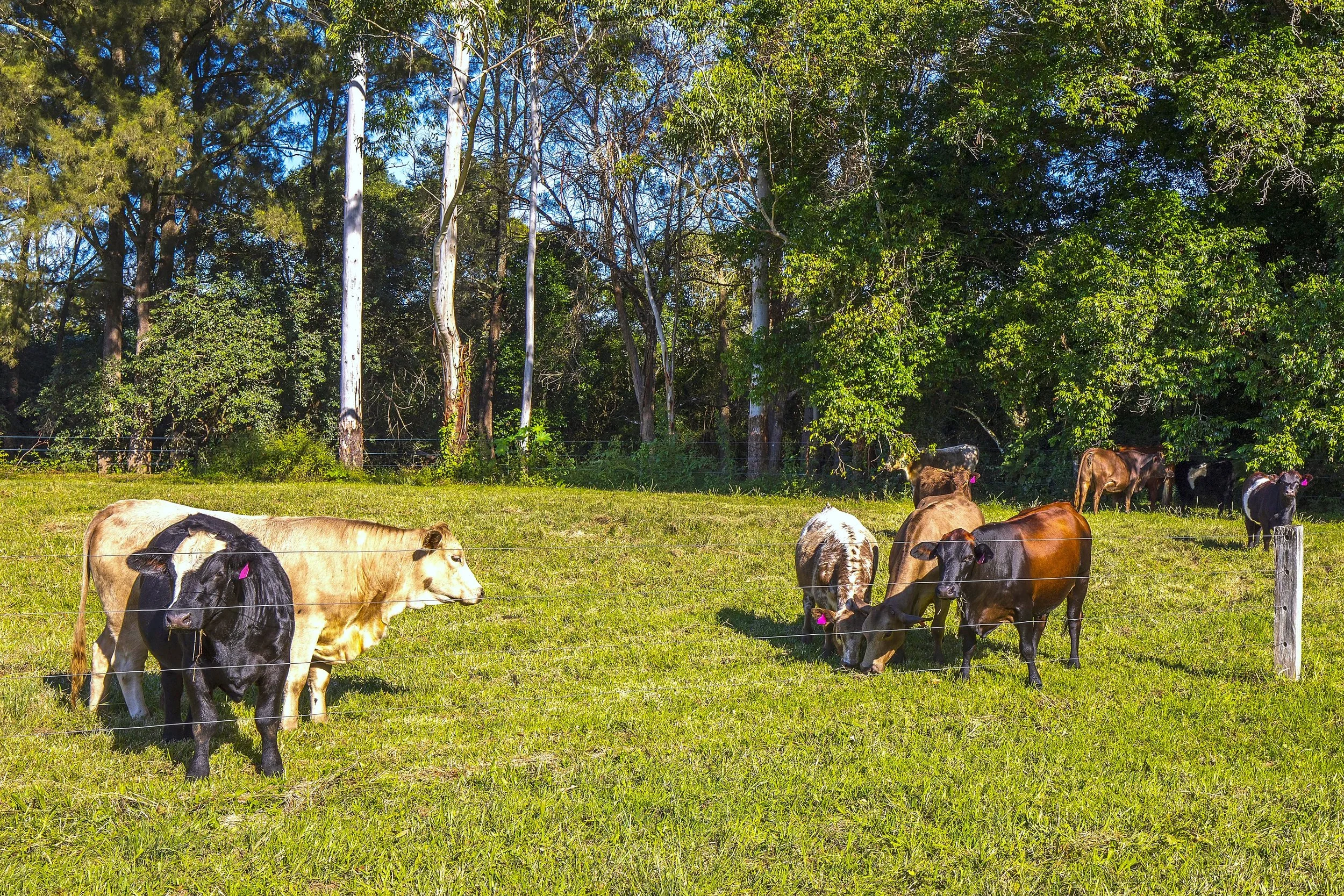 84 Kings Creek Rd Krambach - Kings Creek Retreat (4).jpg