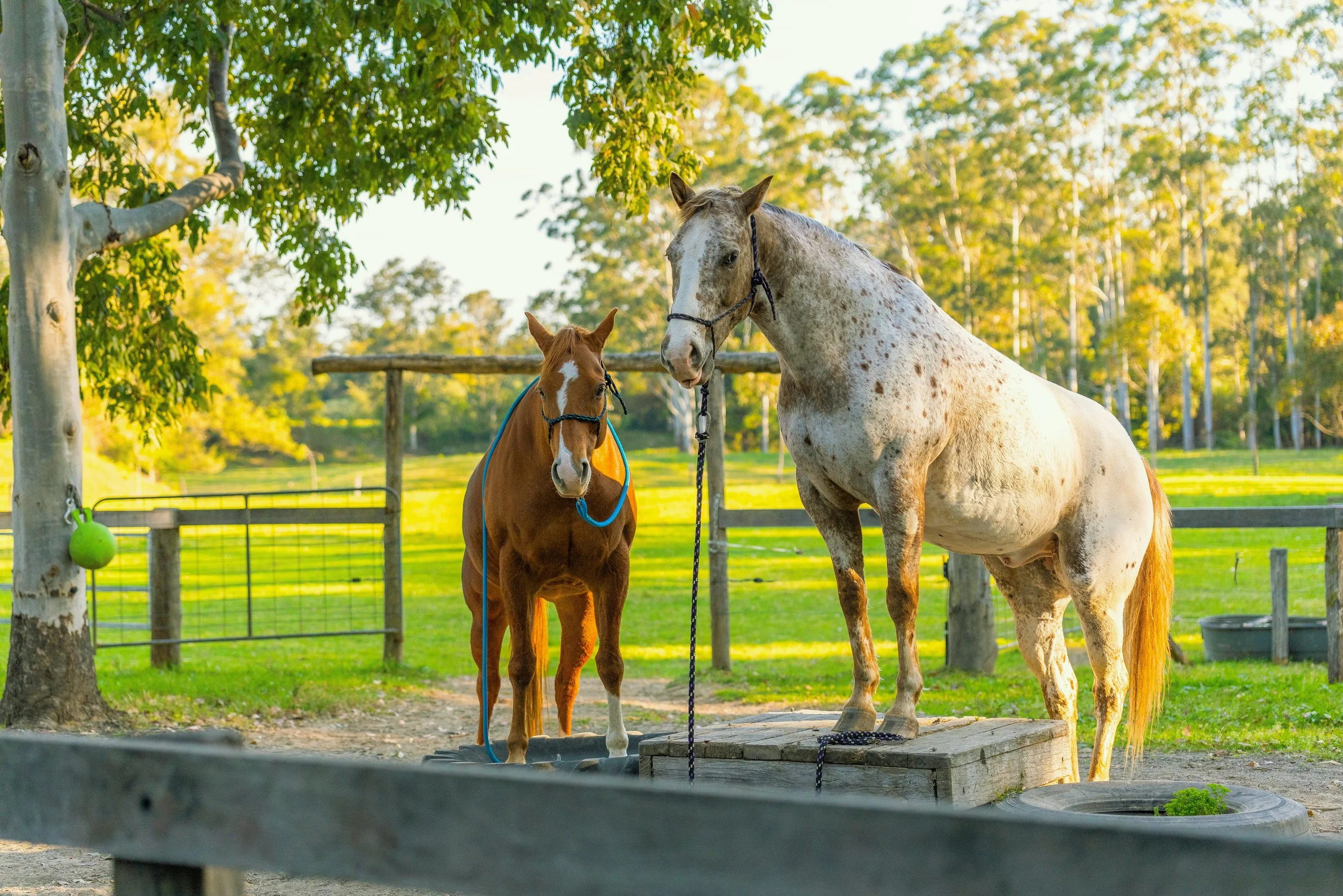 Two horses, one smaller chestnut with a blue halter and a larger gray with brown spots, standing outdoors in a fenced area with green grass and trees in the background.