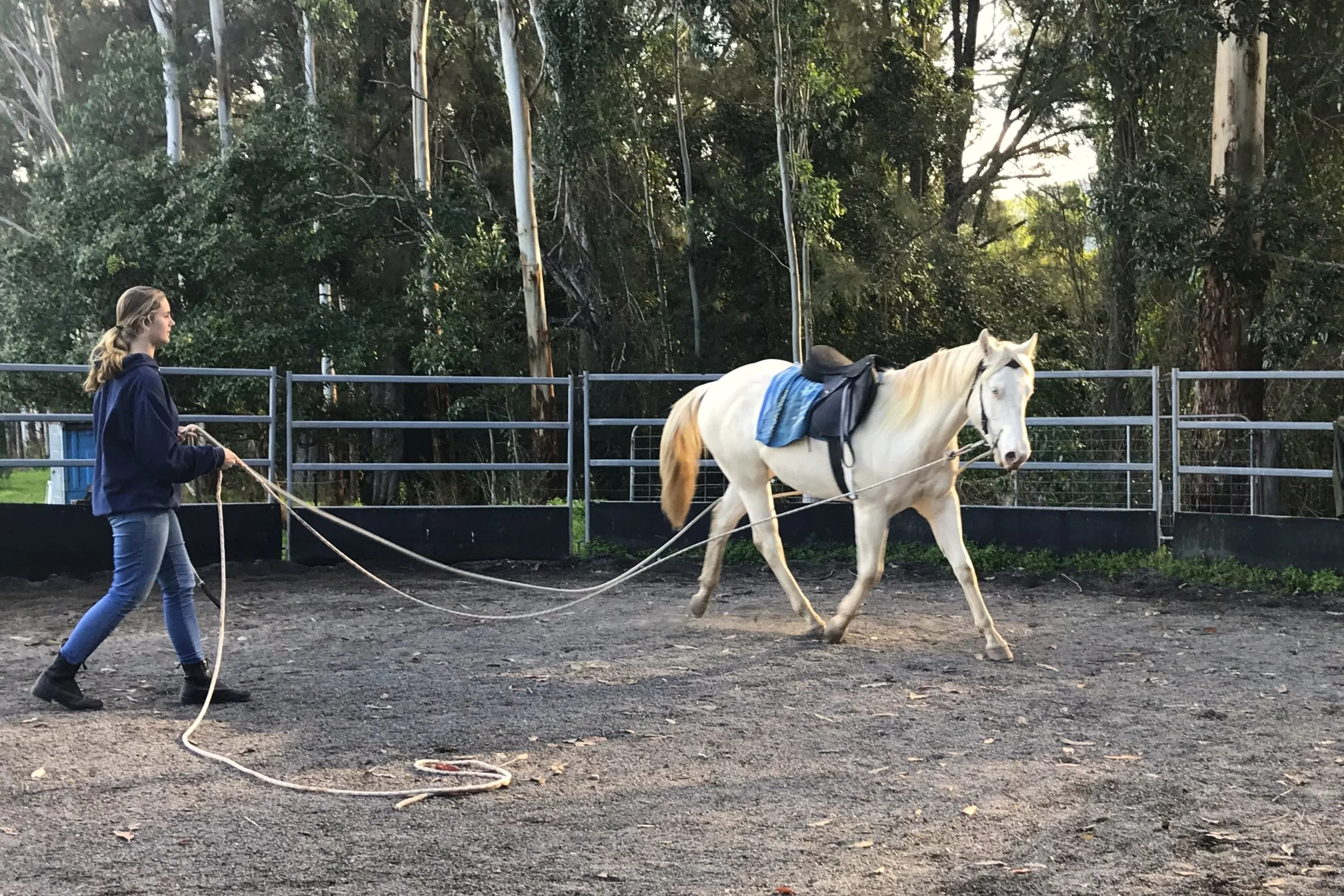A person in a navy hoodie and jeans leading a white horse with a saddle and blue saddle pad in an outdoor riding arena surrounded by trees.