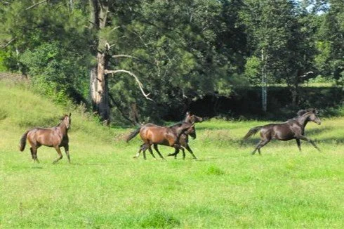 Four horses running across a grassy field with trees in the background.
