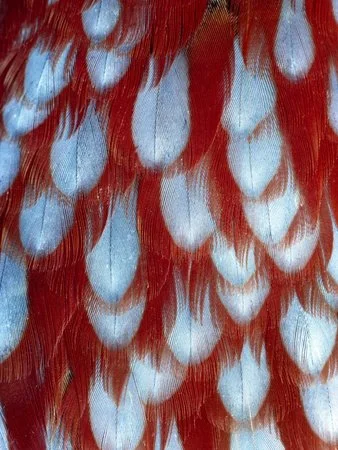 Colorful feather pattern representing identity and embodiment therapy in California