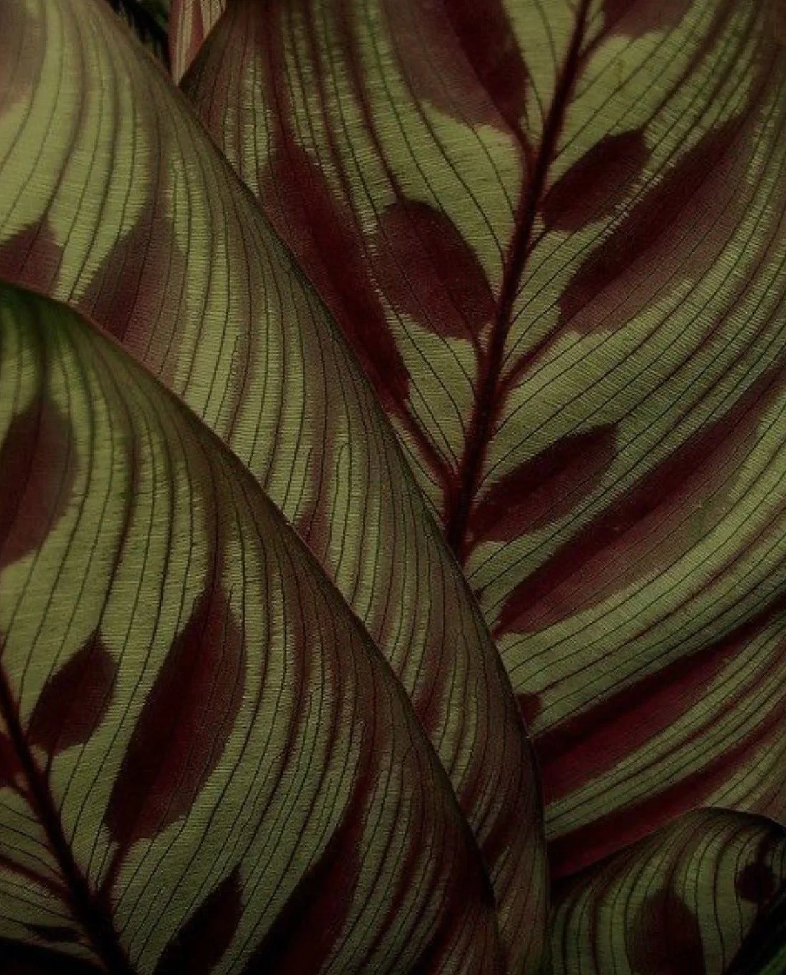 Intertwined leaves representing relationship, intimacy, and sex therapy support