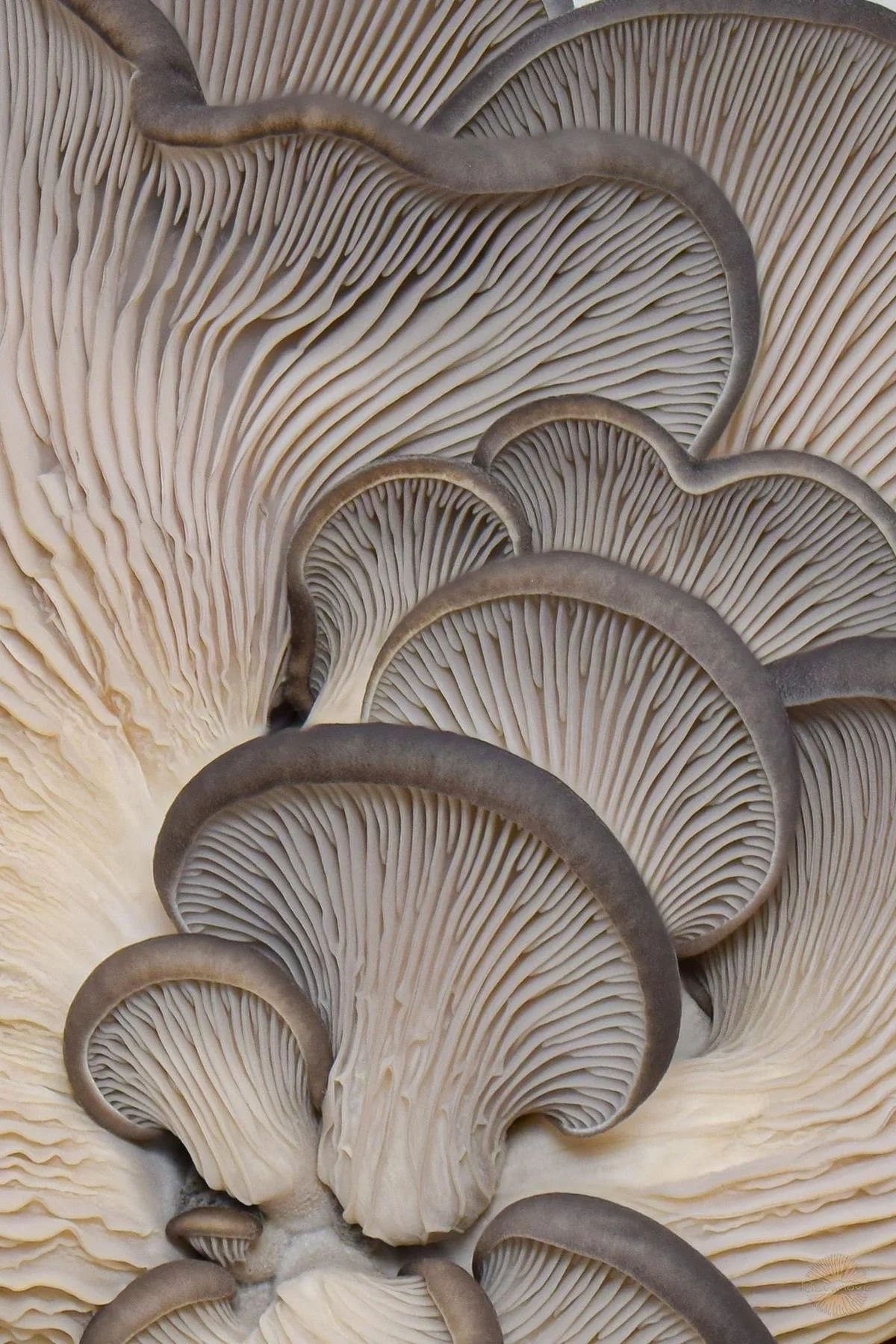 Layered mushroom gills symbolizing the nonlinear nature of grief therapy