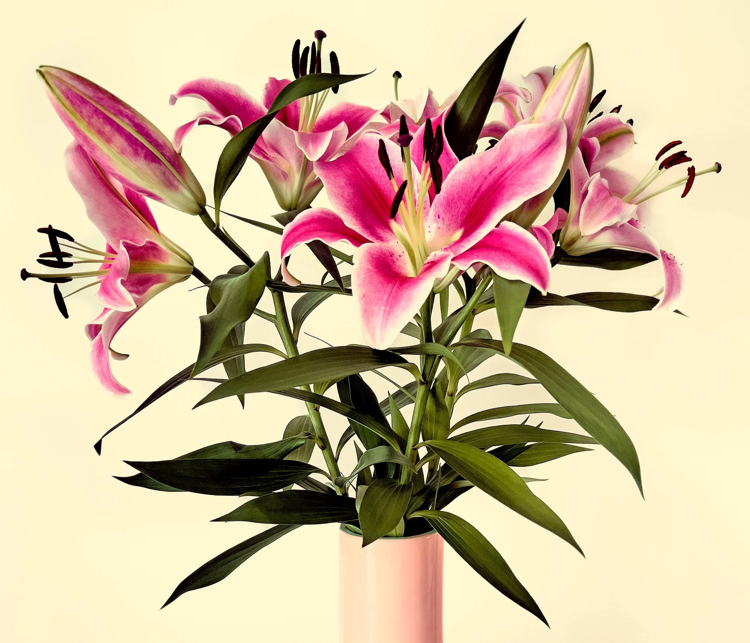 'Six Open Lillies', personal work, 2026.