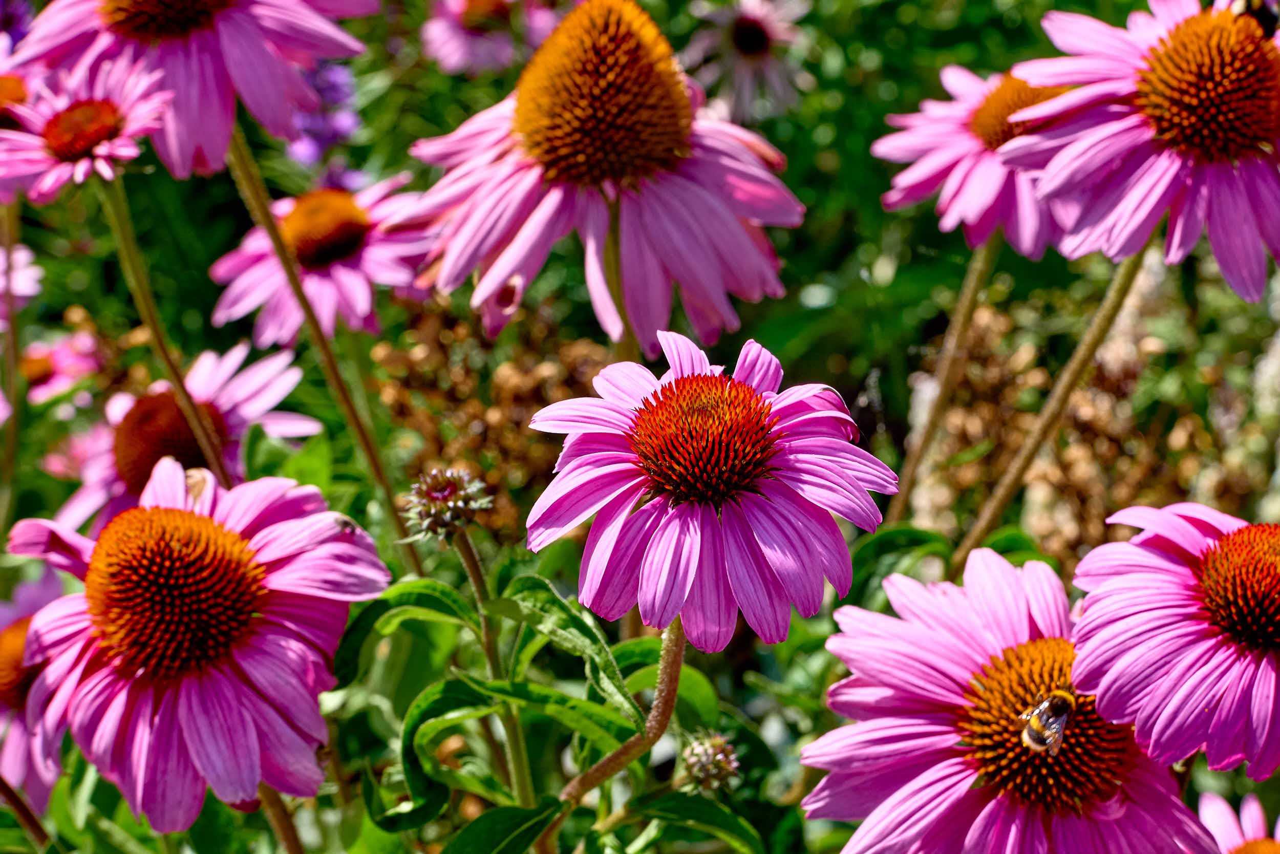 'Summer Flowers, Unteruhldingen', personal work, 2025.