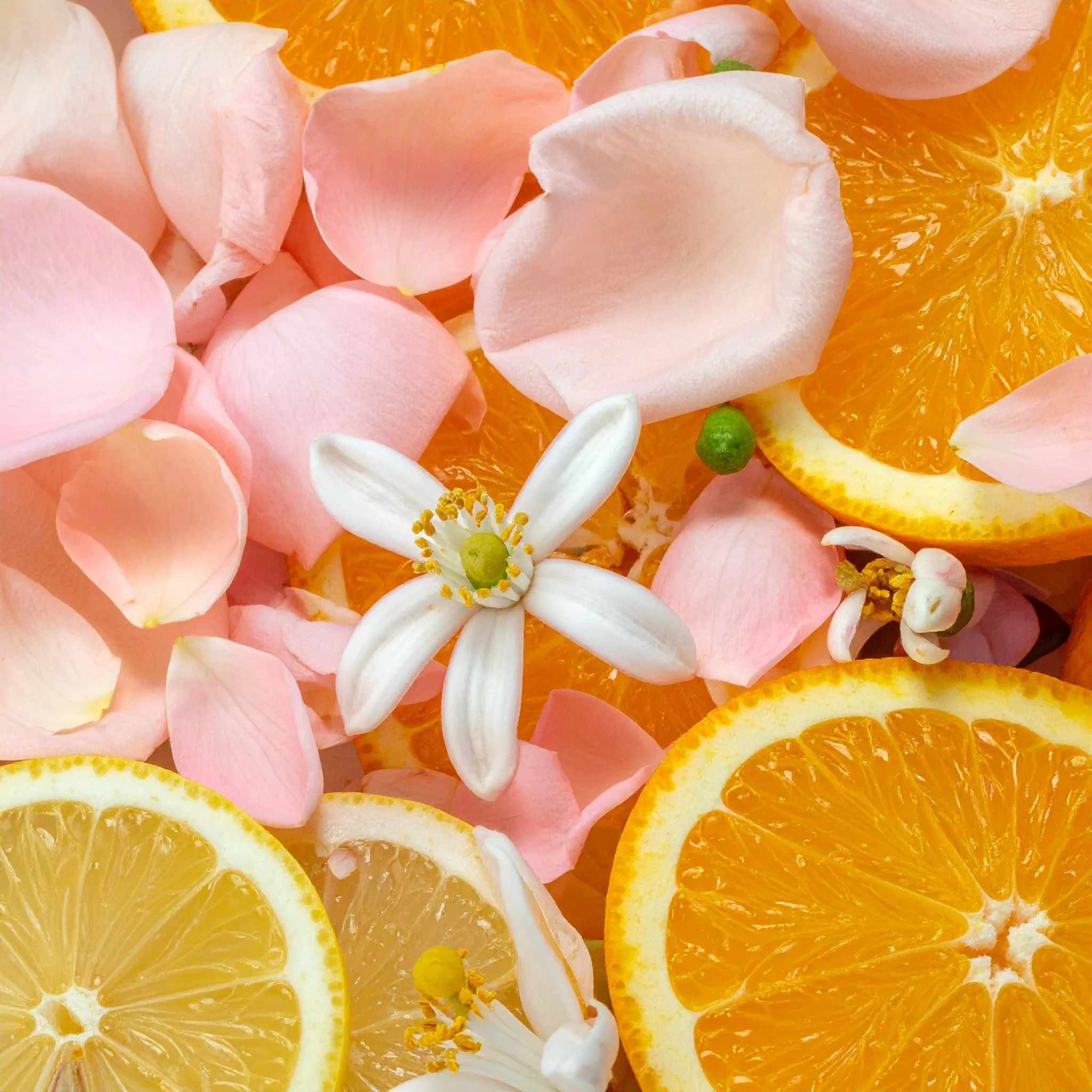 Firefly_closeup of a pile of orange blossoms, lemons (cut and whole). as well as pink rose pe 234955.jpg