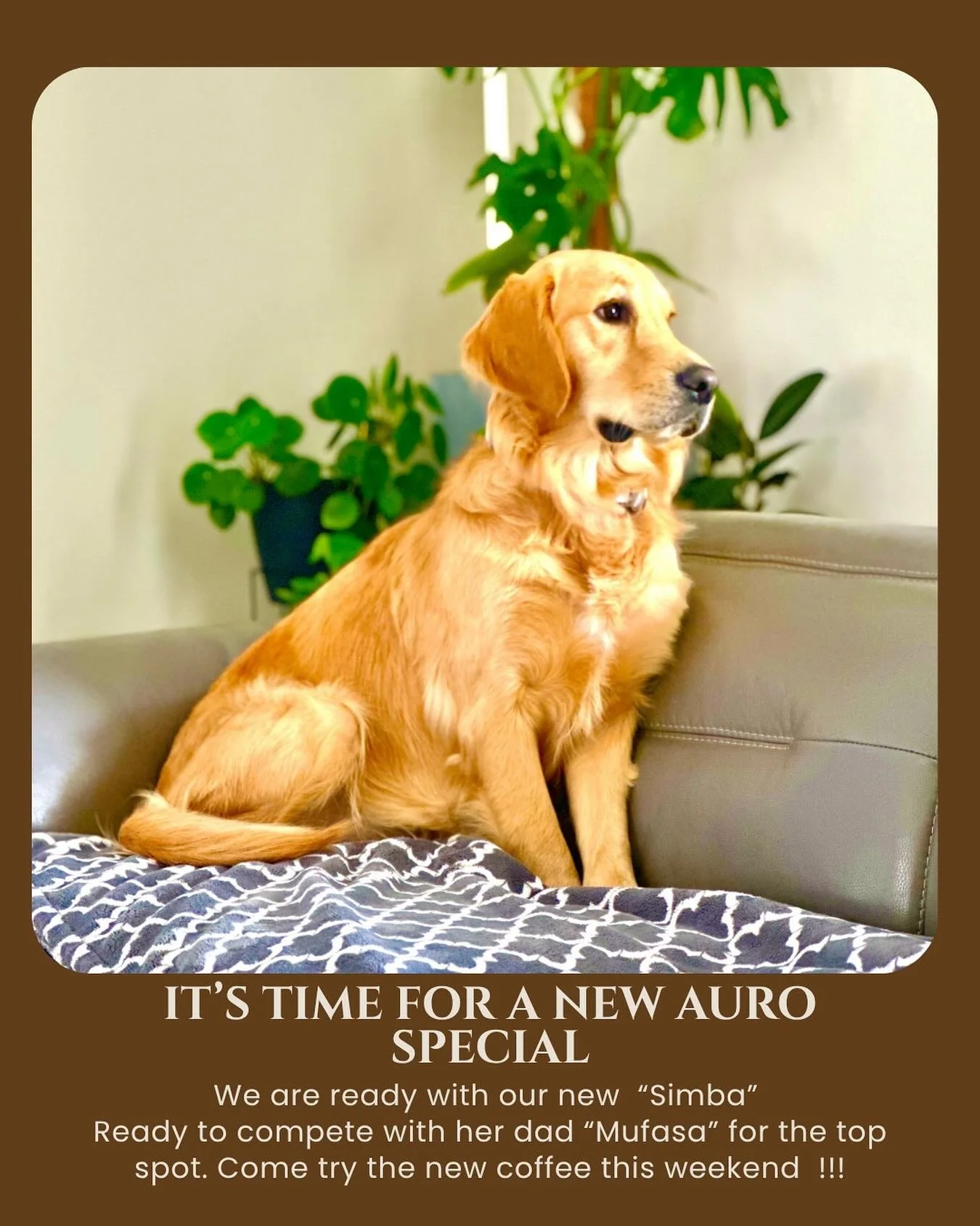 Hello Auro Community!!! Krish has a new coffee &ldquo;SIMBA&rdquo; for all of you to try. It&rsquo;s a limited edition Guatemala Anaerobic Natural with notes of Passionfruit, perfume flavours with sugary sweetness and mellow,boozy phosphoric acidity.