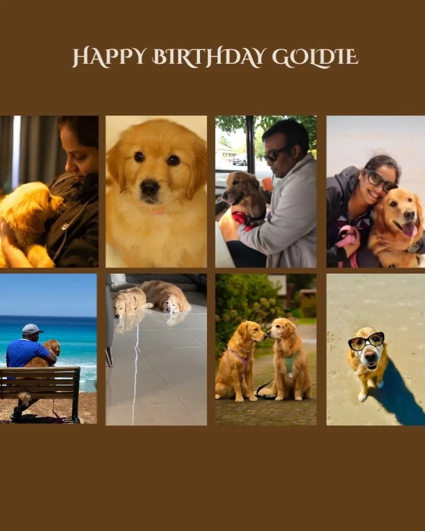 Happy happy birthday to the kindest, sweetest and most gentle angel in our lives. Our turns 11 years today and every day she has bought us laughs, love, showing us how to love, let go and accept. We love you Goldie 🫶🫶🫶