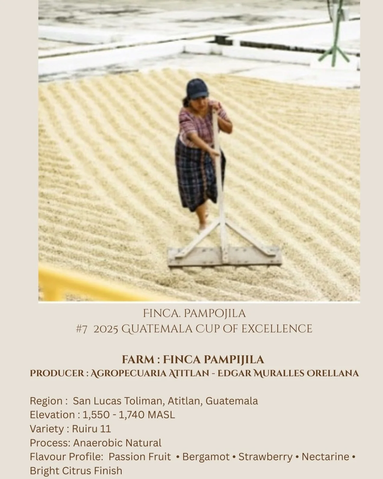 Hello Auro Family!! Our Guatemalan offering is the Finca Pampojila which was  #7 In the Guatemalan Cup of Excellence in 2025. The anaerobic natural process gives this coffee a lush, almost perfumed quality that responds well to a slightly lower brew 