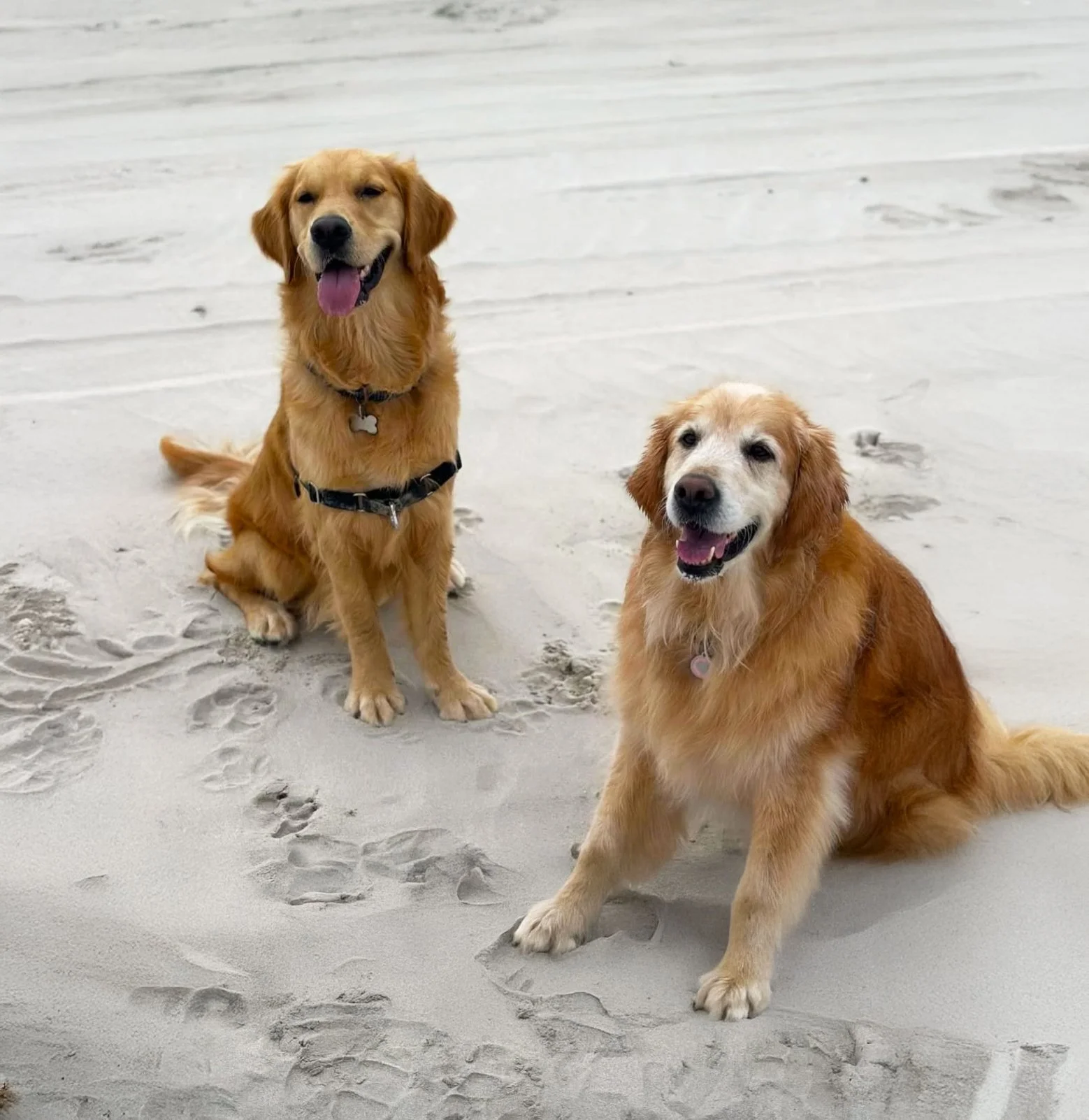 Two golden retriever dogs sitting on the sandy beach, smiling and looking at the camera, with paw prints in the sand around them.