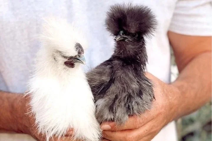 Tablelands Buyers Agent