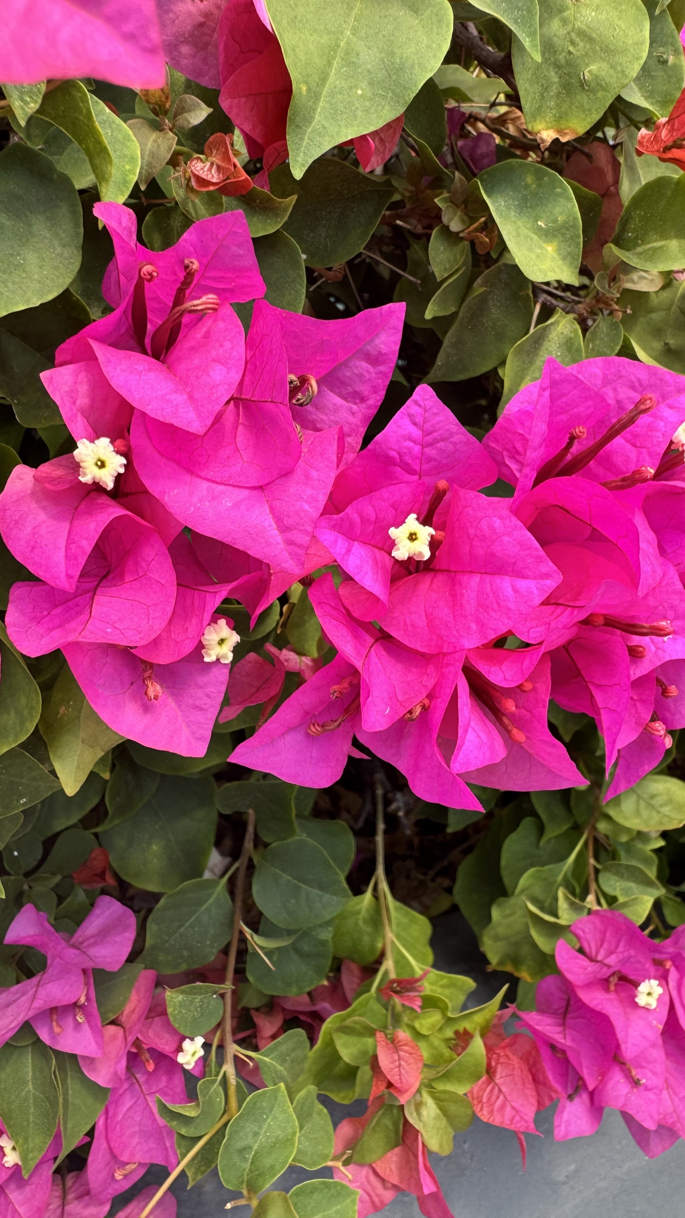 FullSizeRender 5.jpeg