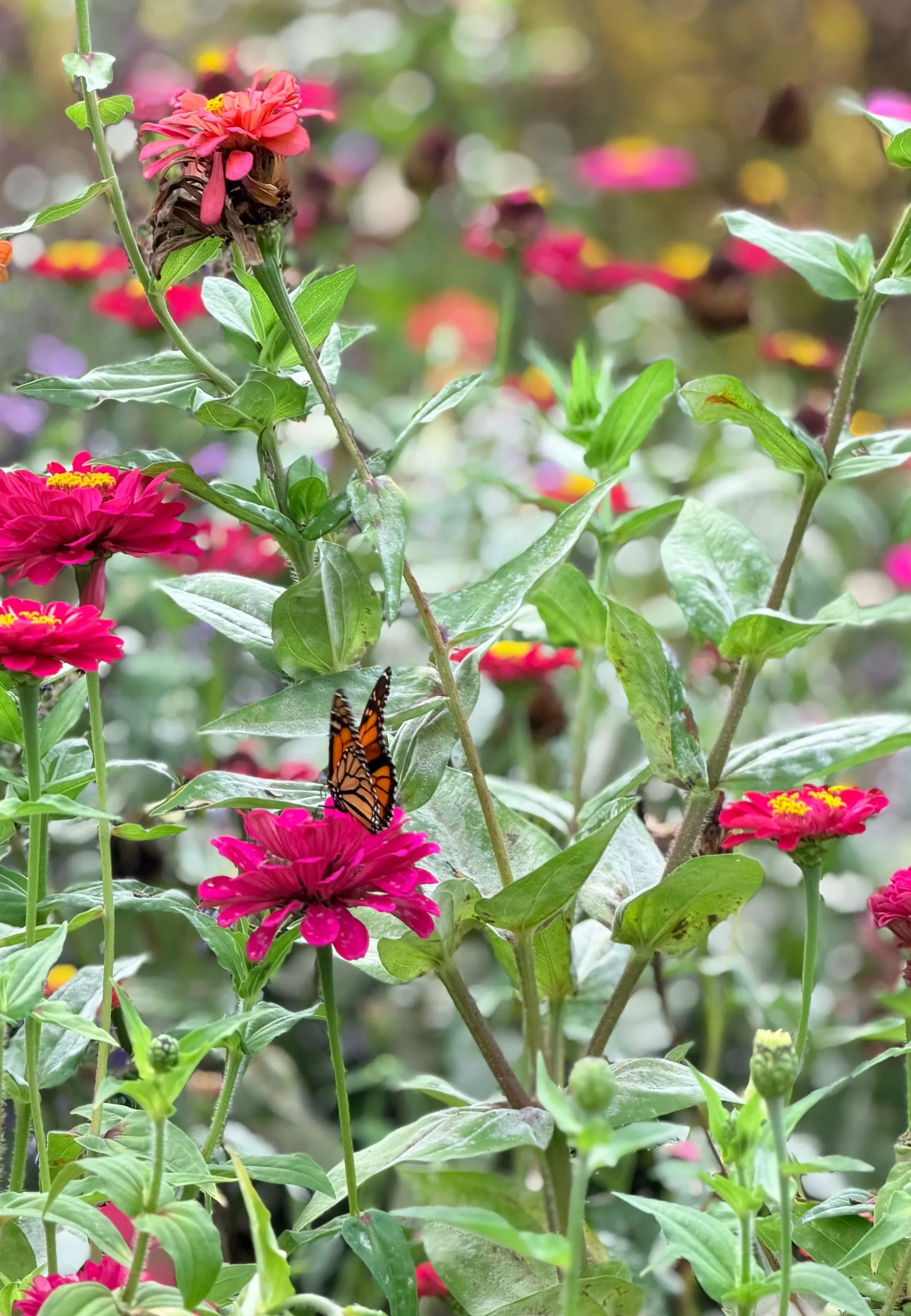 A New Year, A New Standard