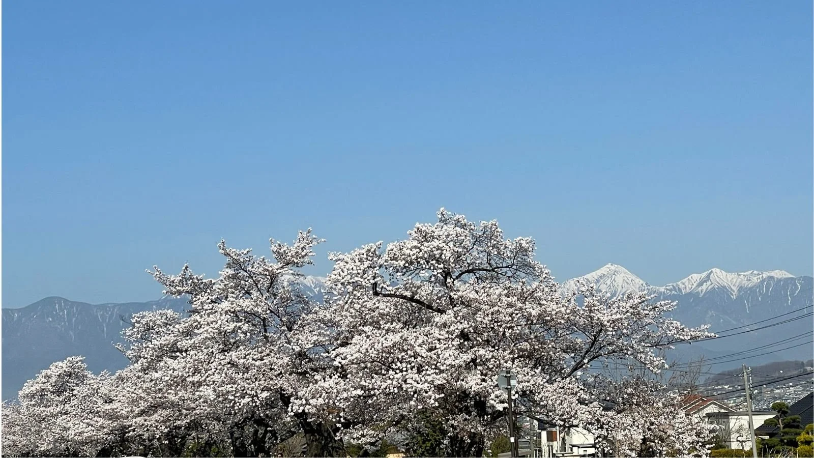 Cherry blossom trees lining a road in Japan