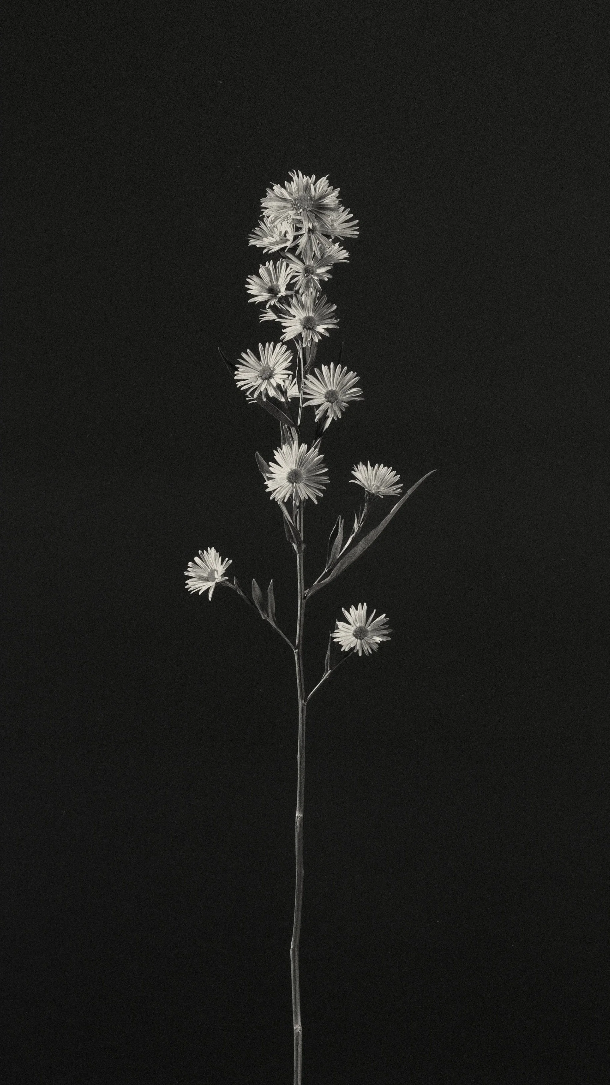 Fotografía y Diseño Floral DAGA Studio, Quito Ecuador