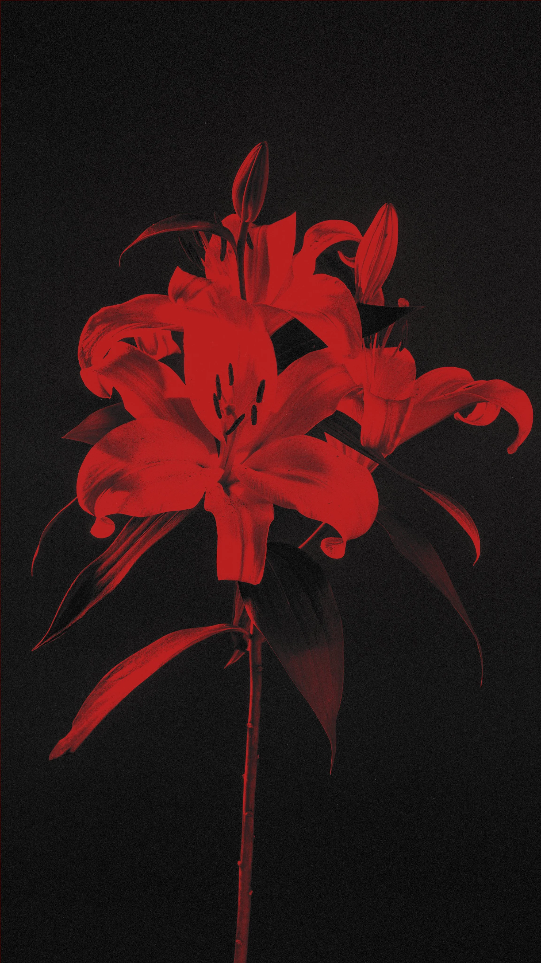 Fotografía y Diseño Floral DAGA Studio, Quito Ecuador