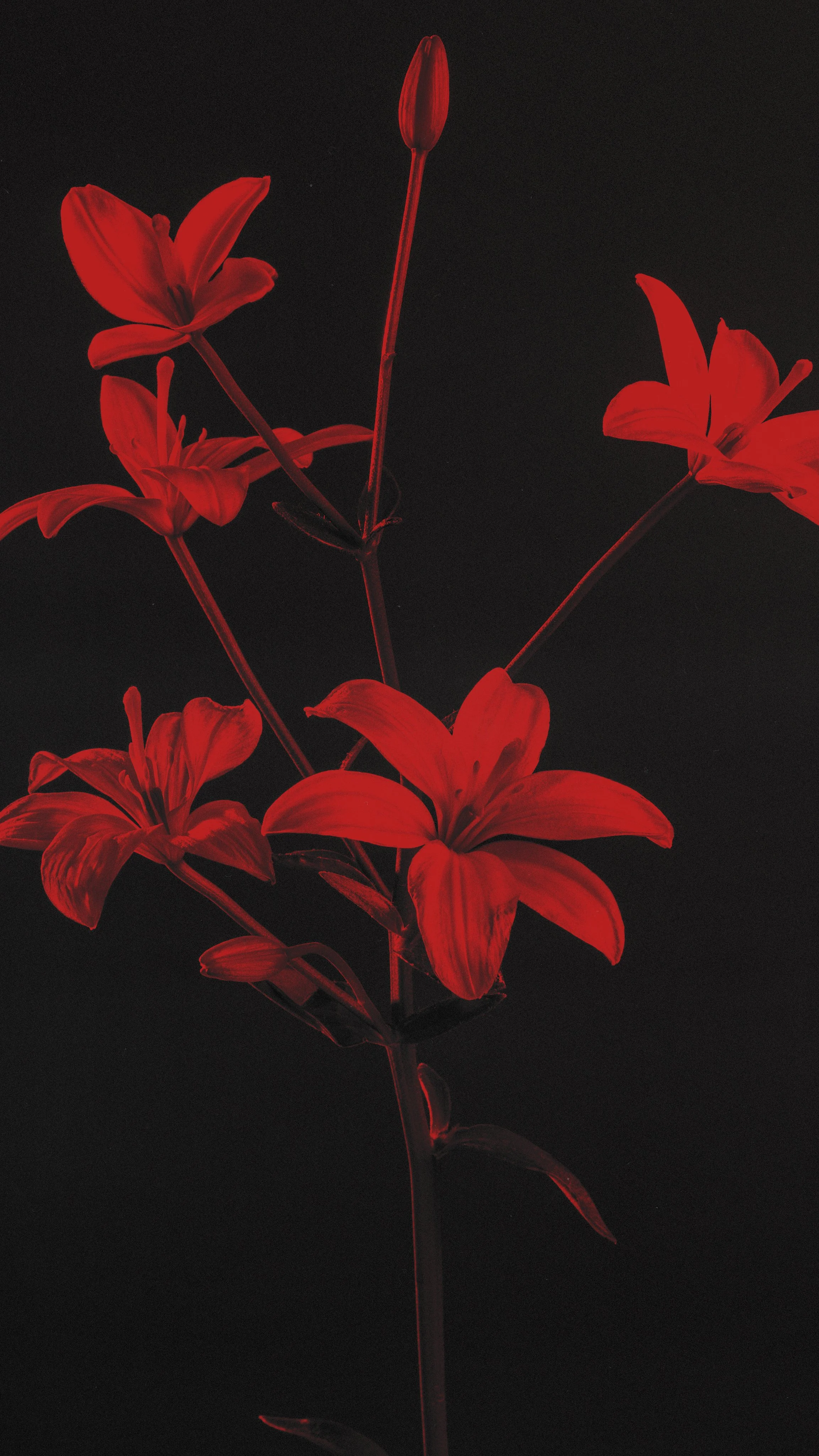 Fotografía y Diseño Floral DAGA Studio, Quito Ecuador