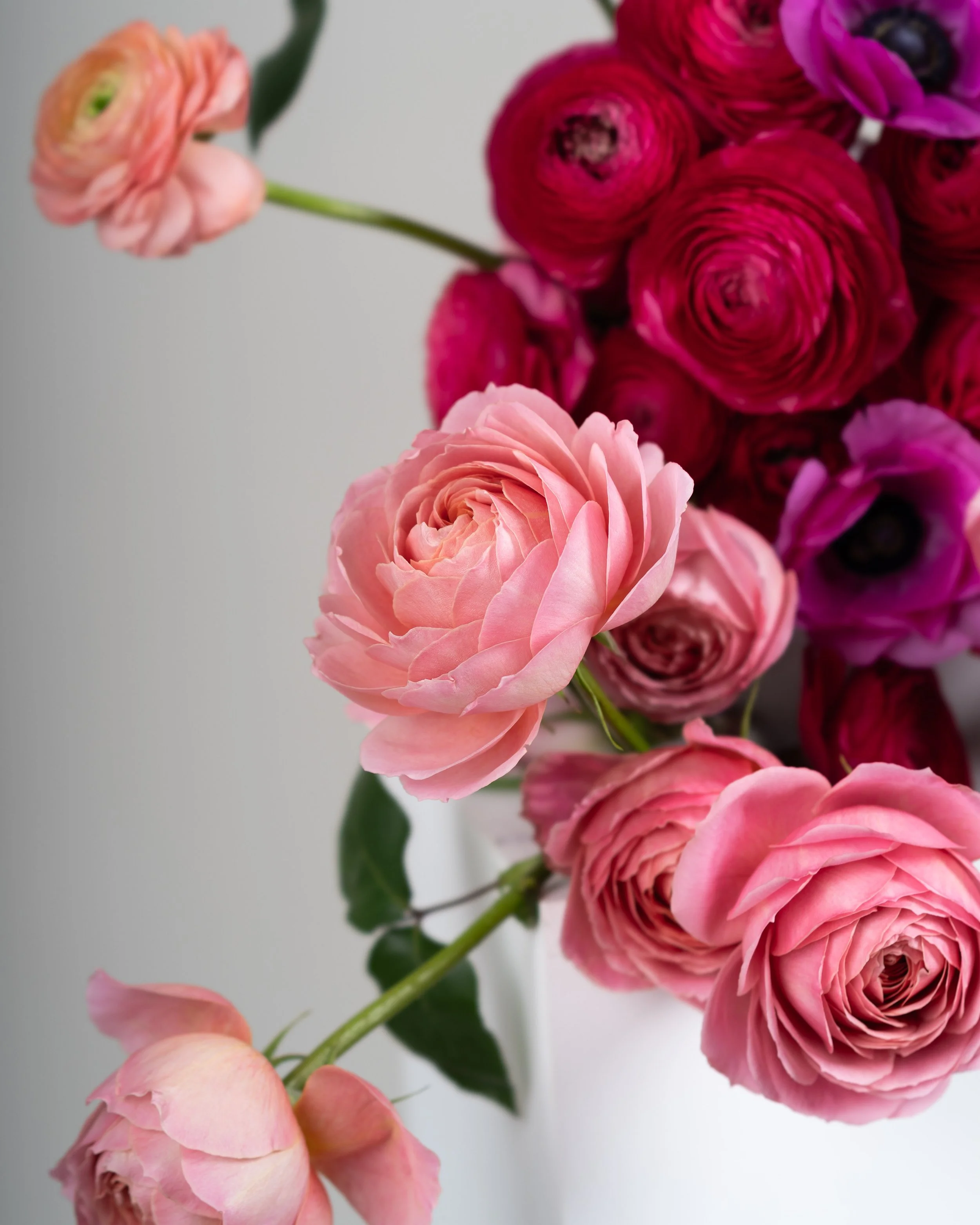 Fotografía de estudio, Rosa Prima por DAGA Studio en colaboración con Rosa Prima