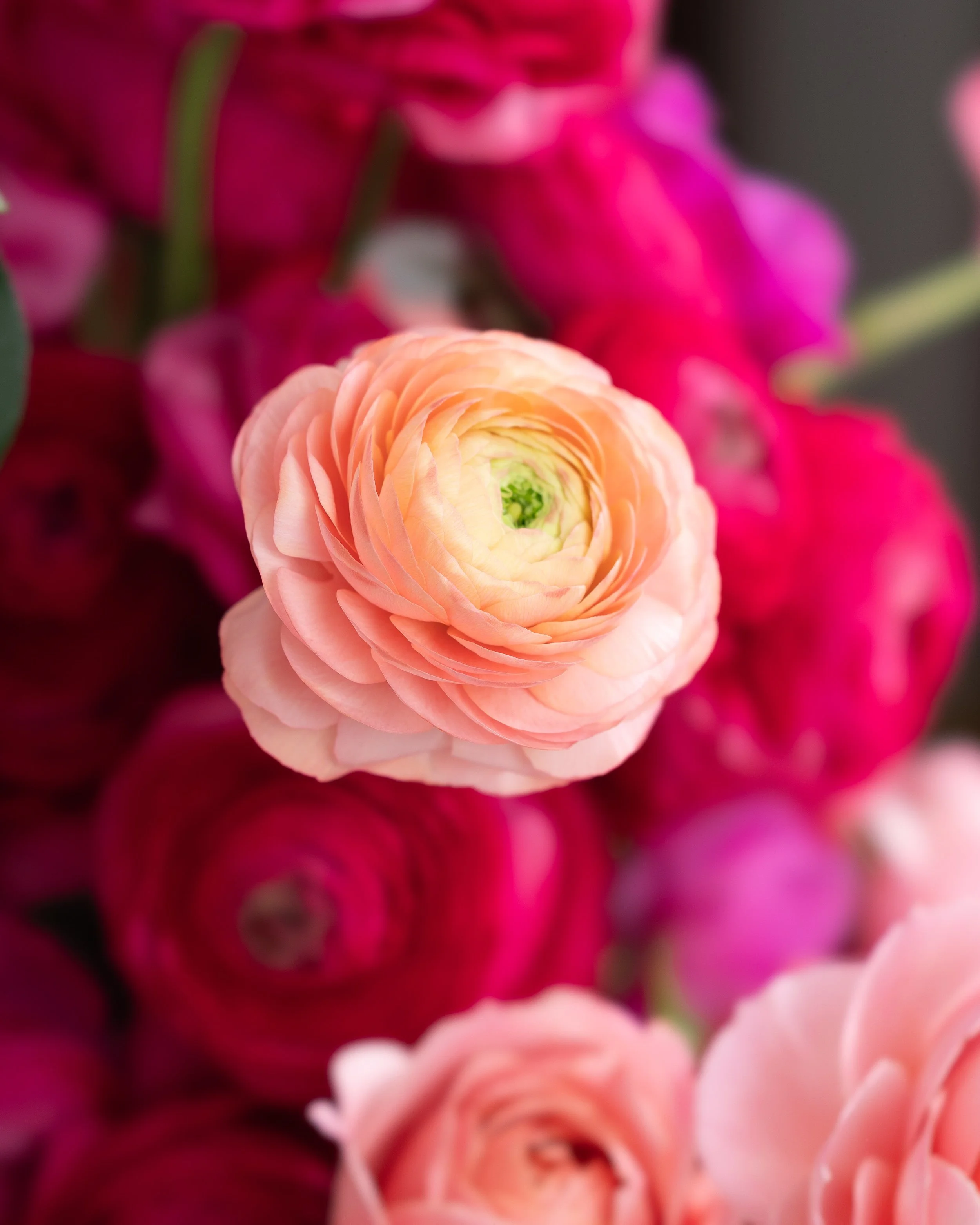 Fotografía de estudio, arreglo floral por DAGA Studio en colaboración con Rosa Prima