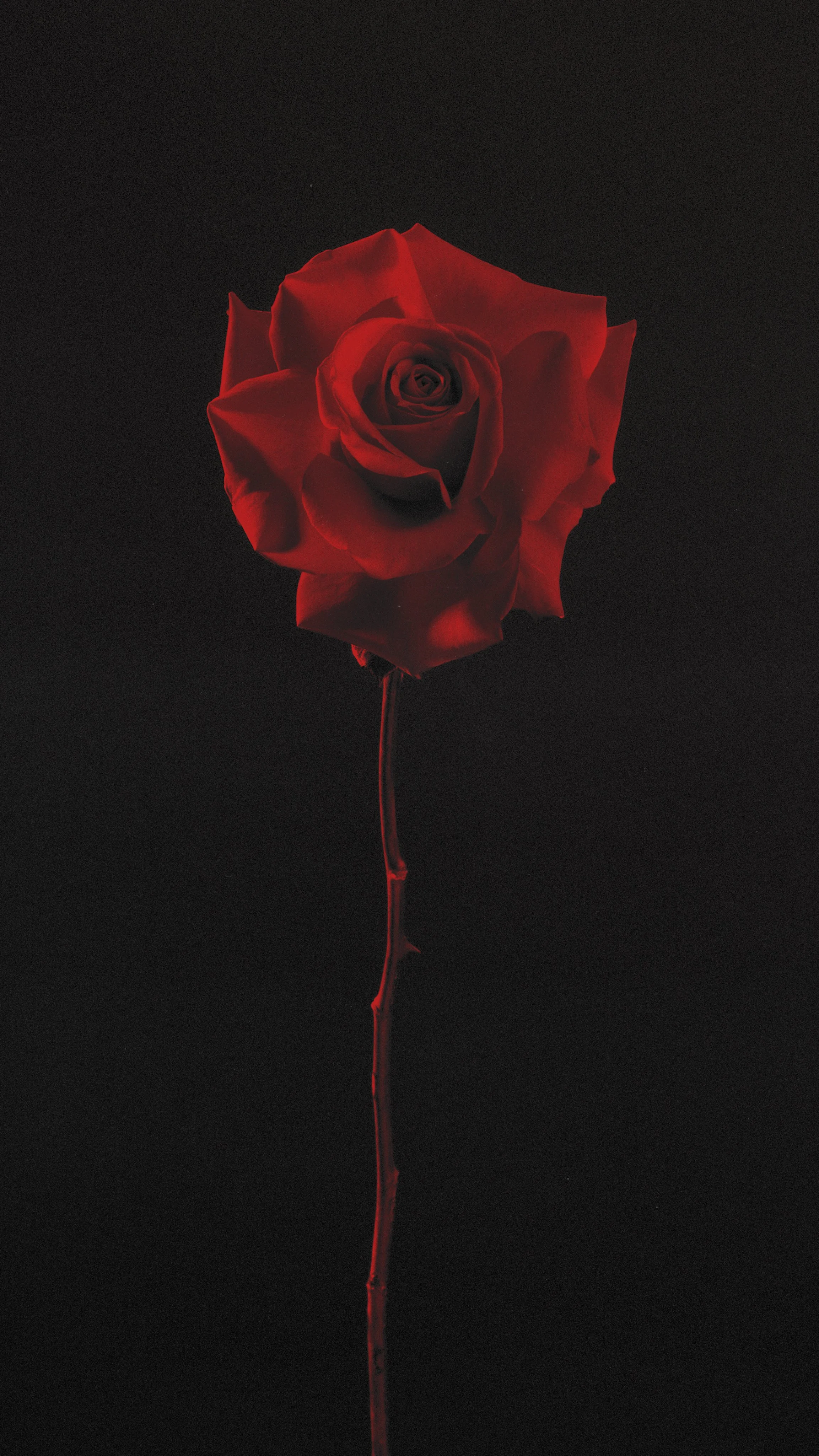 Fotografía y Diseño Floral DAGA Studio, Quito Ecuador