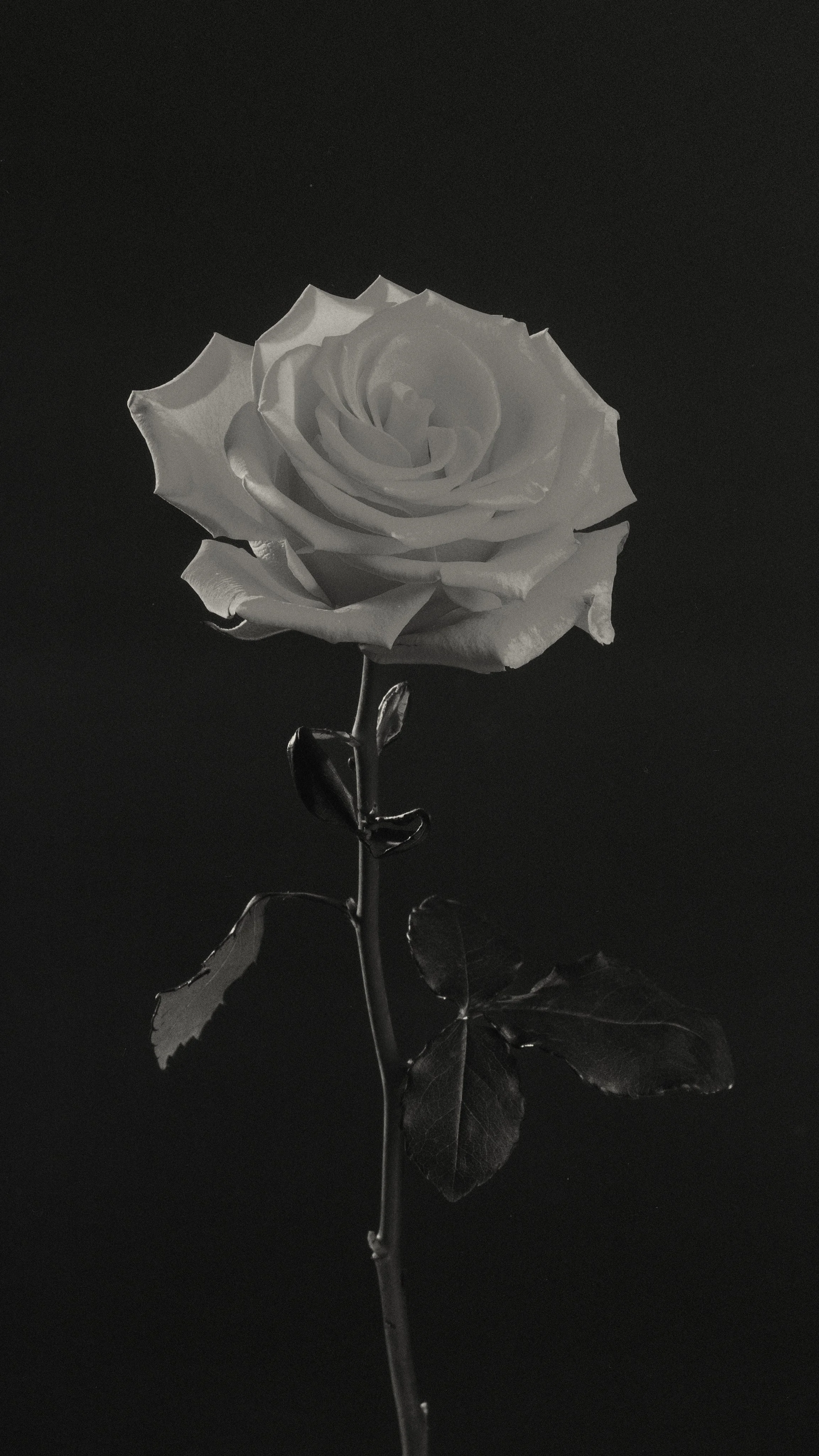 Fotografía y Diseño Floral DAGA Studio de rosa blanca, Quito Ecuador