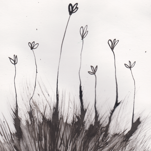 Sketch of tall plants with small leaves growing from a grassy area.