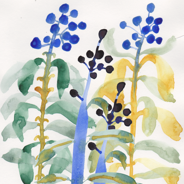 Watercolor painting of three blueberry plants with green and yellow leaves, and clusters of blue and black berries.