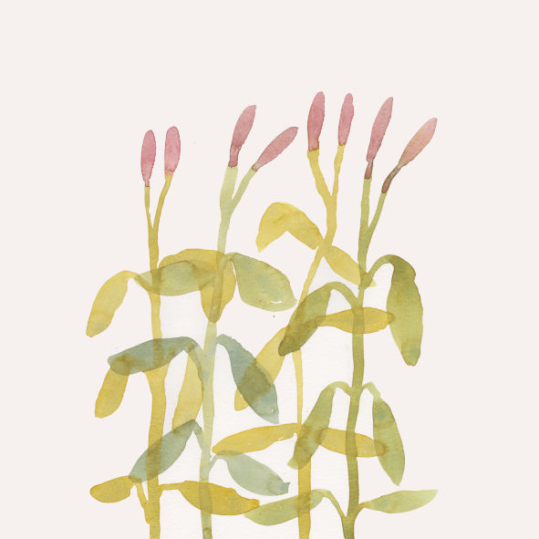 Watercolor painting of pink flower buds and green leaves on stems.